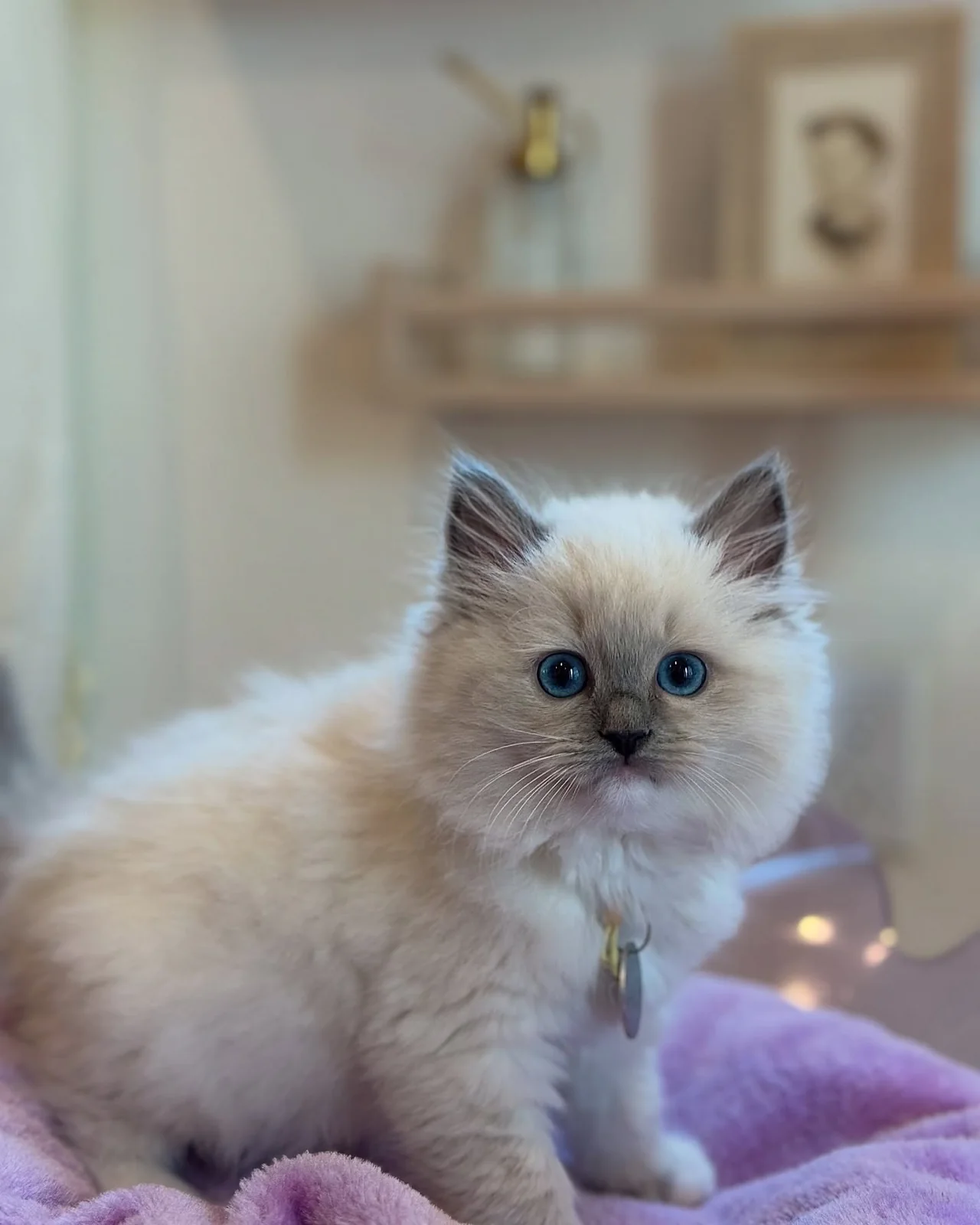 Alpi, a Ragdoll kitten who has found a forever home