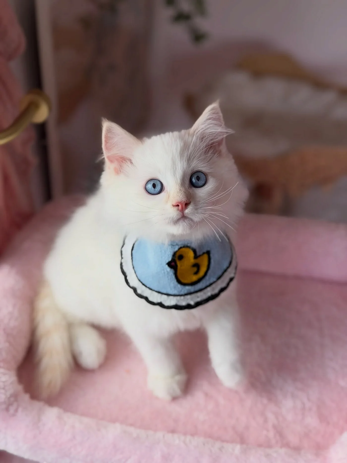 Charlie, a blue-eyed male Ragdoll kitten wearing a blue bib with a yellow duck