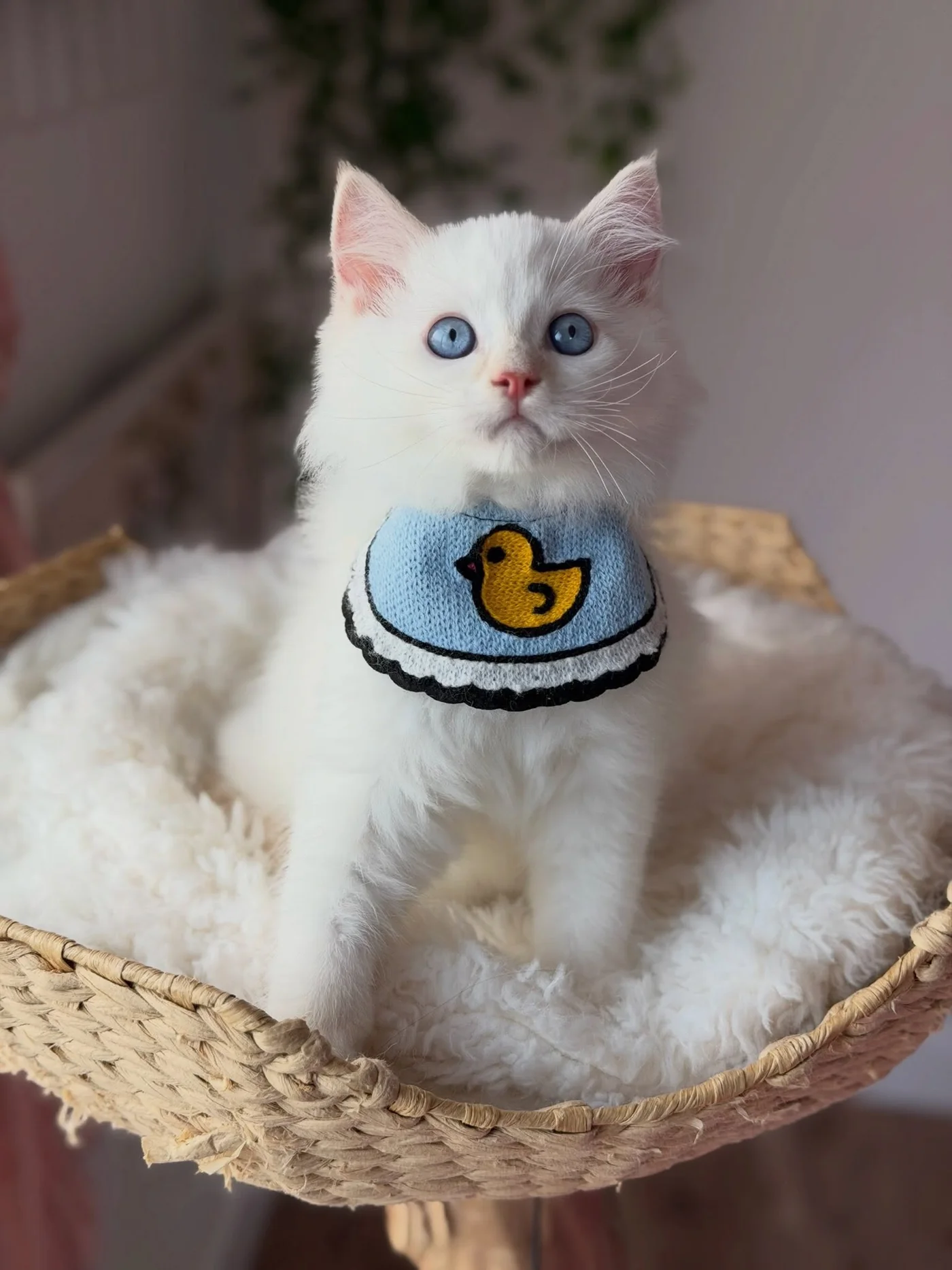 Charlie sitting in a wicker basket wearing his blue duck bib