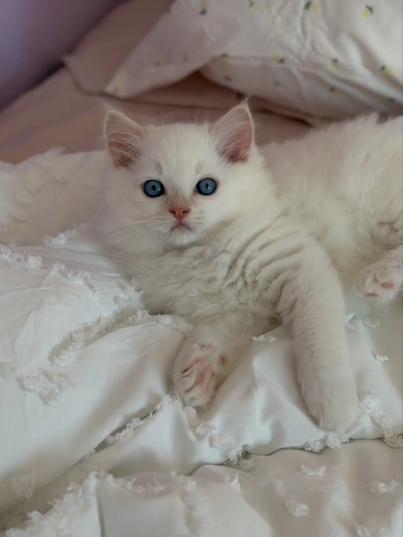 Charlie resting on soft blankets