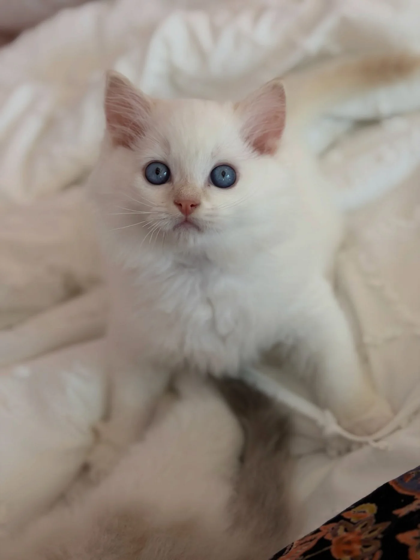 Charlie looking toward the camera with bright blue eyes