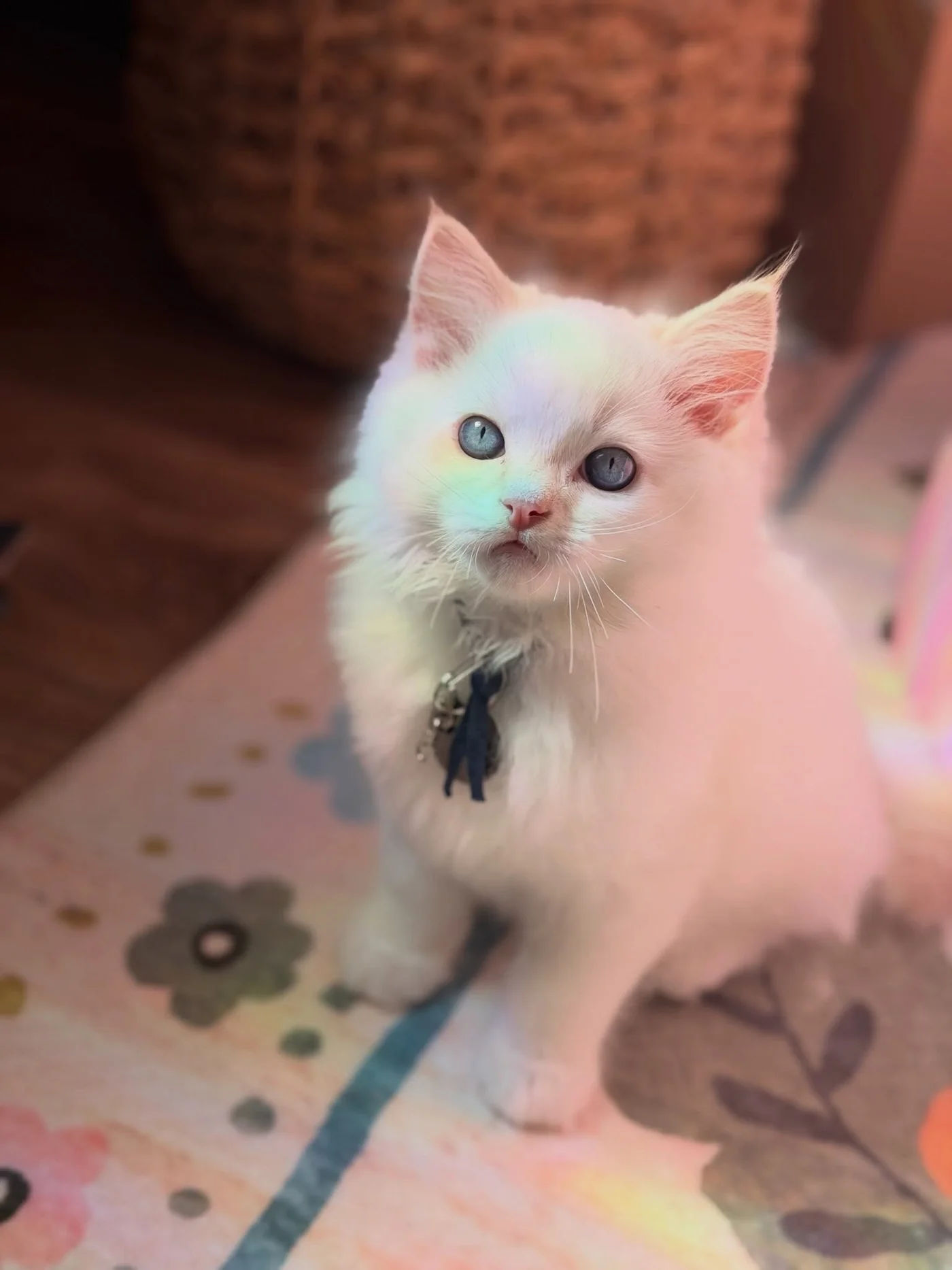 Charlie beside a seal-point Ragdoll kitten