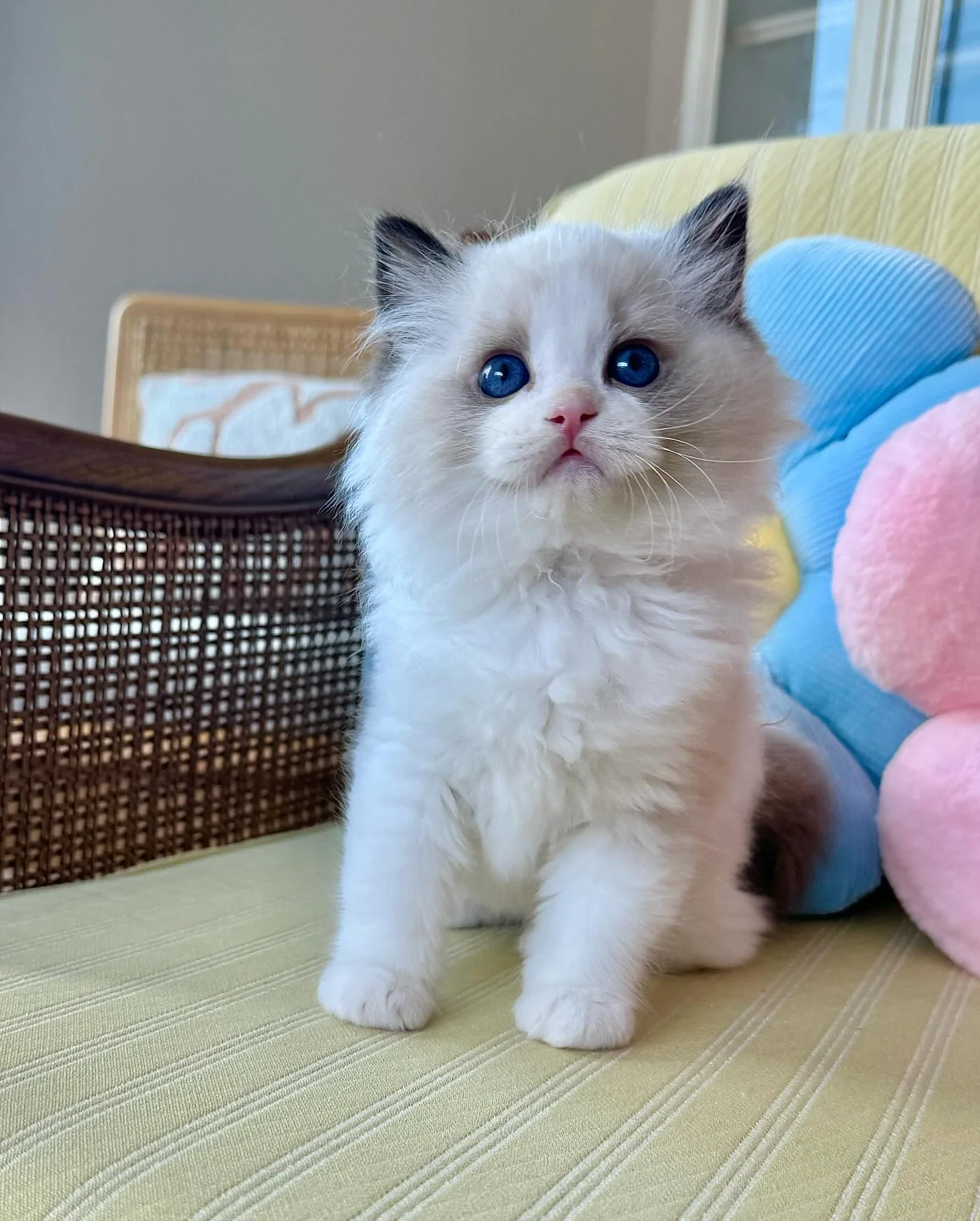 Choco, a male Ragdoll kitten with bright blue eyes and dark ears
