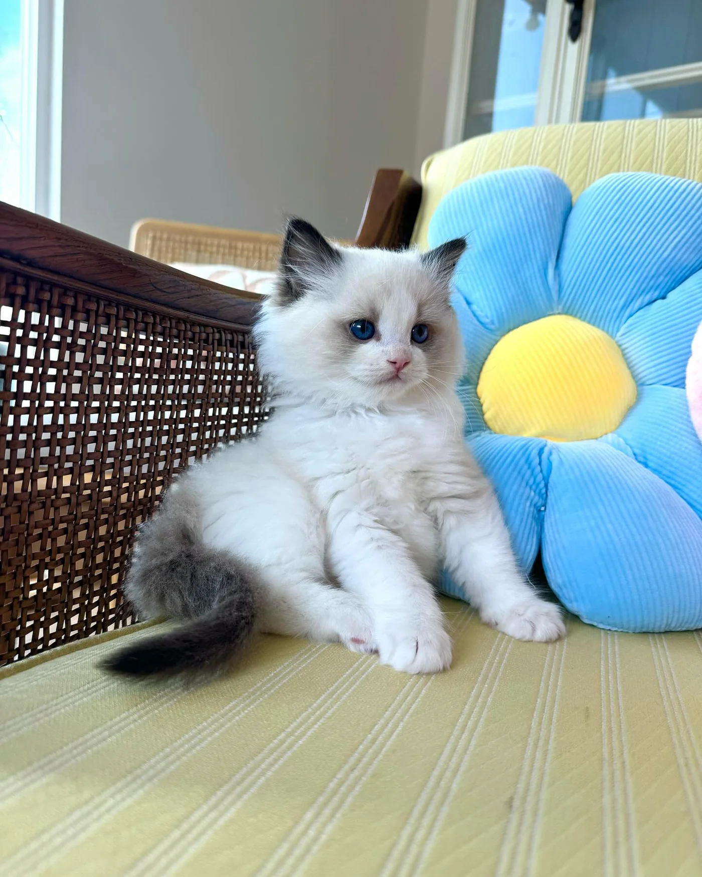 Choco in photo 2 of his kitten gallery