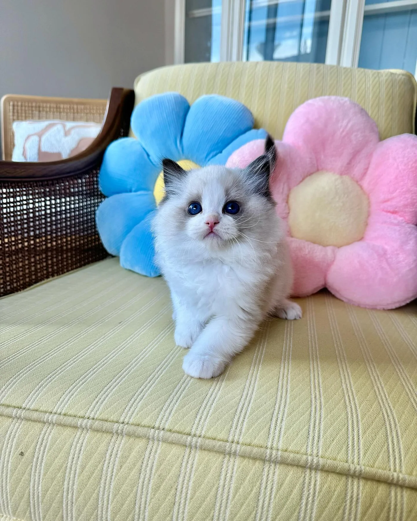 Choco in photo 4 of his kitten gallery