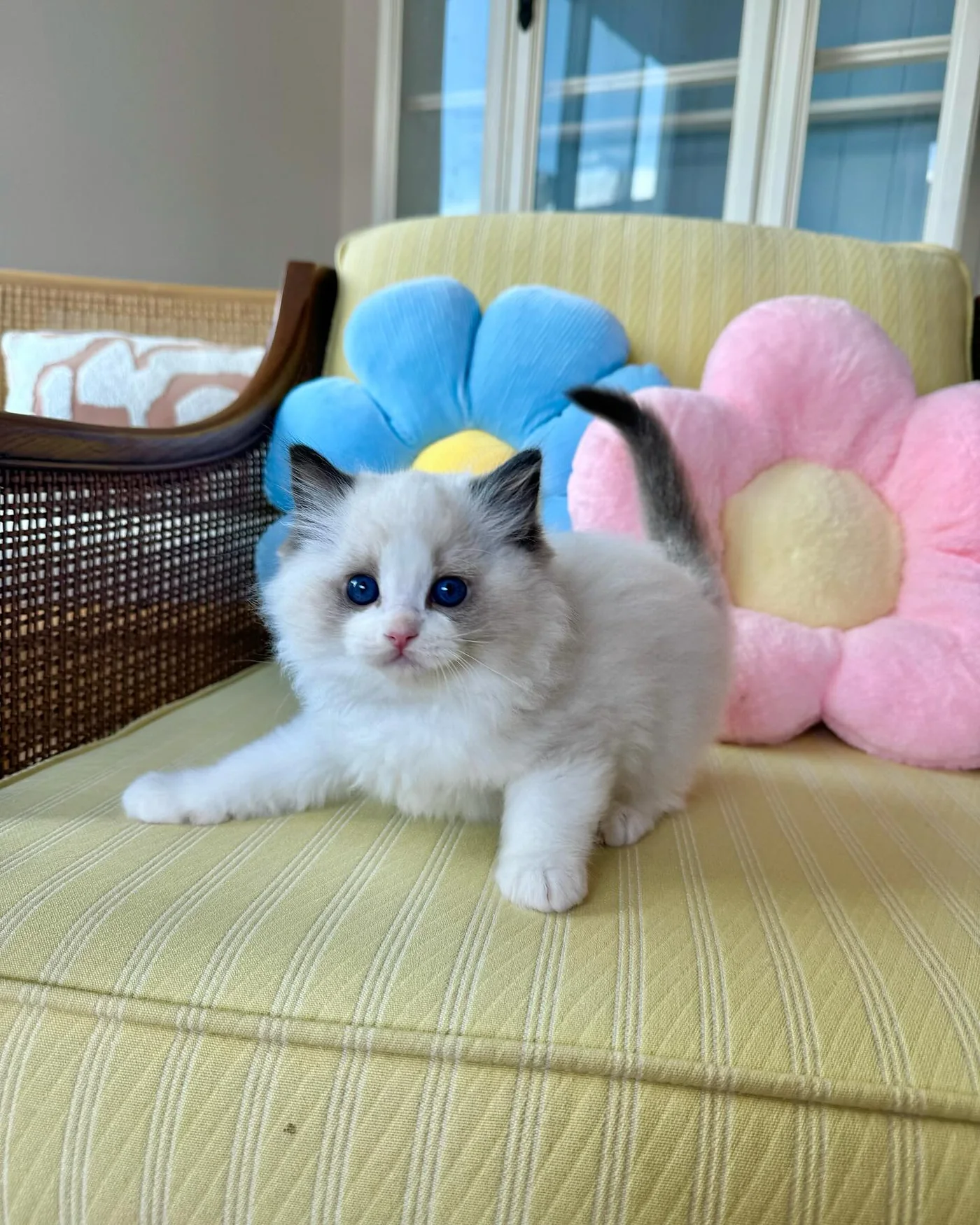 Choco in photo 5 of his kitten gallery