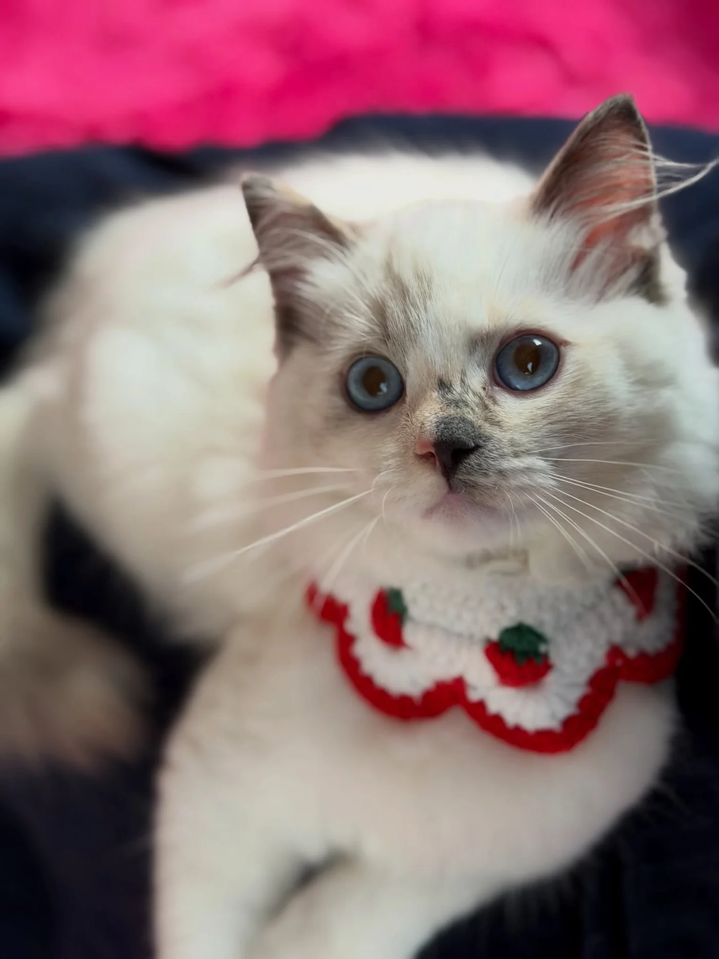 Coco, a blue-eyed seal tortie bicolor Ragdoll kitten wearing a pink bow