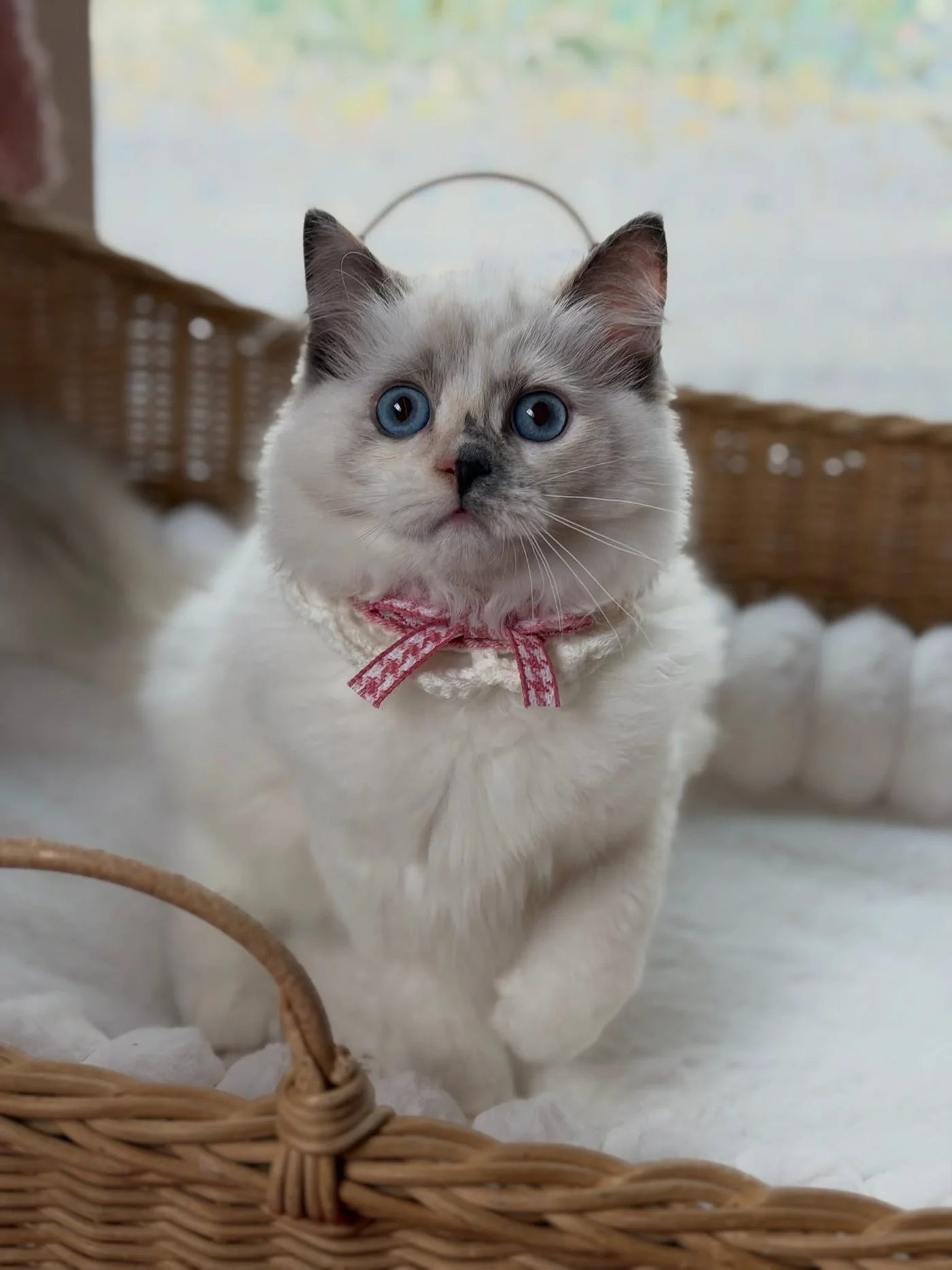 Coco sitting in a soft pink bed