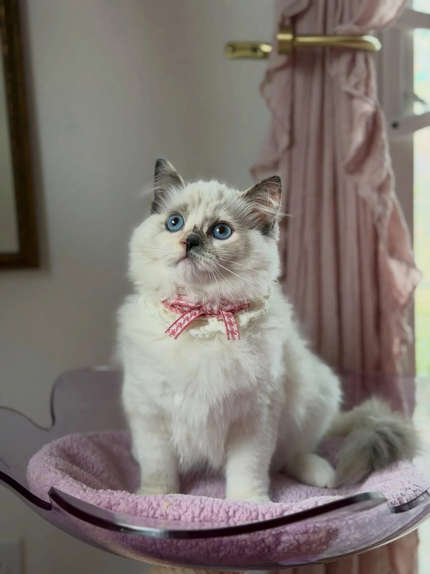 Coco looking toward the camera from her cozy bed