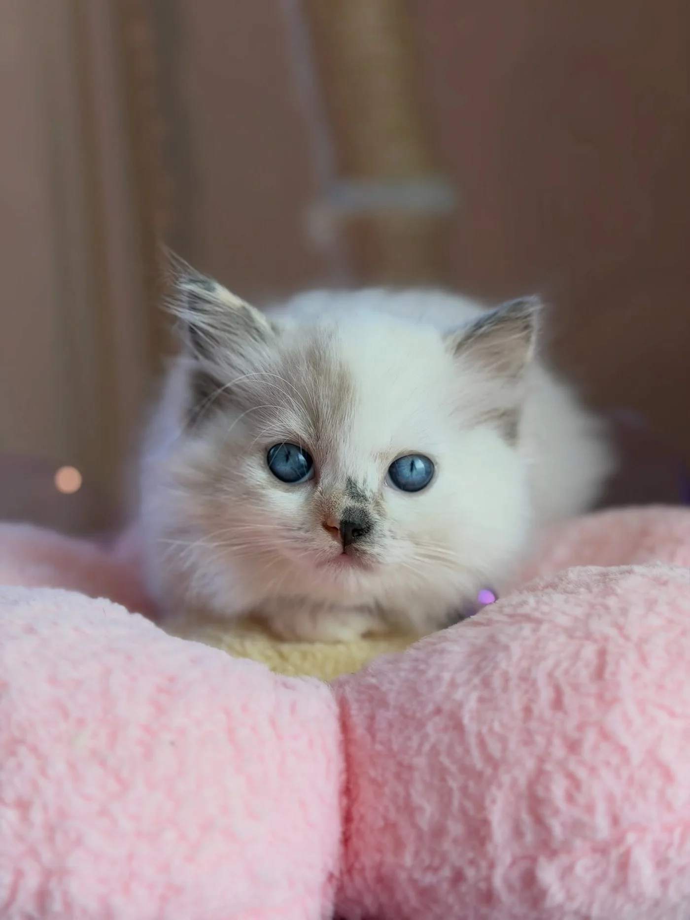 Coco looking up with bright blue eyes