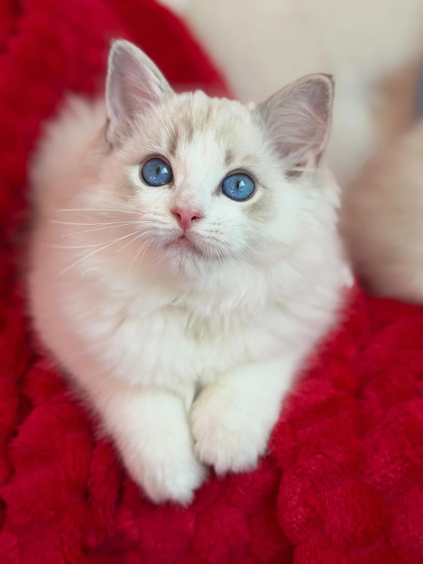 Elsa, a female Ragdoll kitten with bright blue eyes and a soft cream-white coat