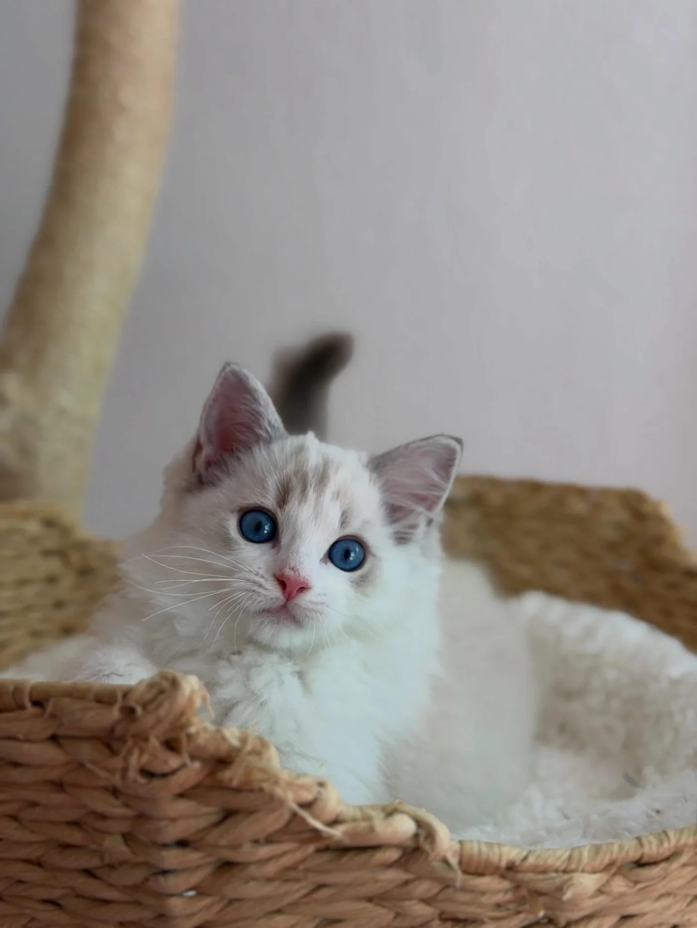 Elsa in photo 2 of her kitten gallery