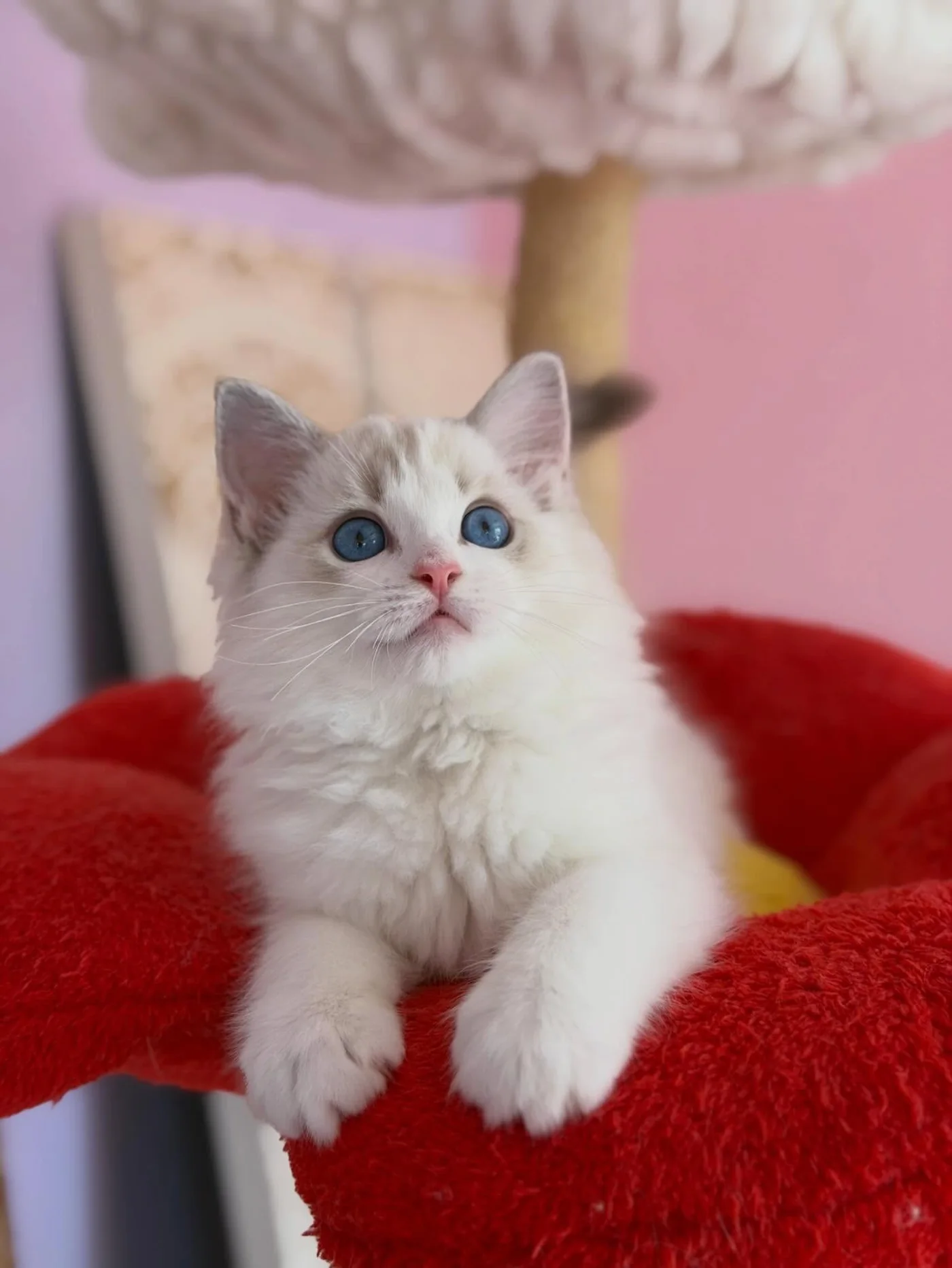 Elsa in photo 3 of her kitten gallery