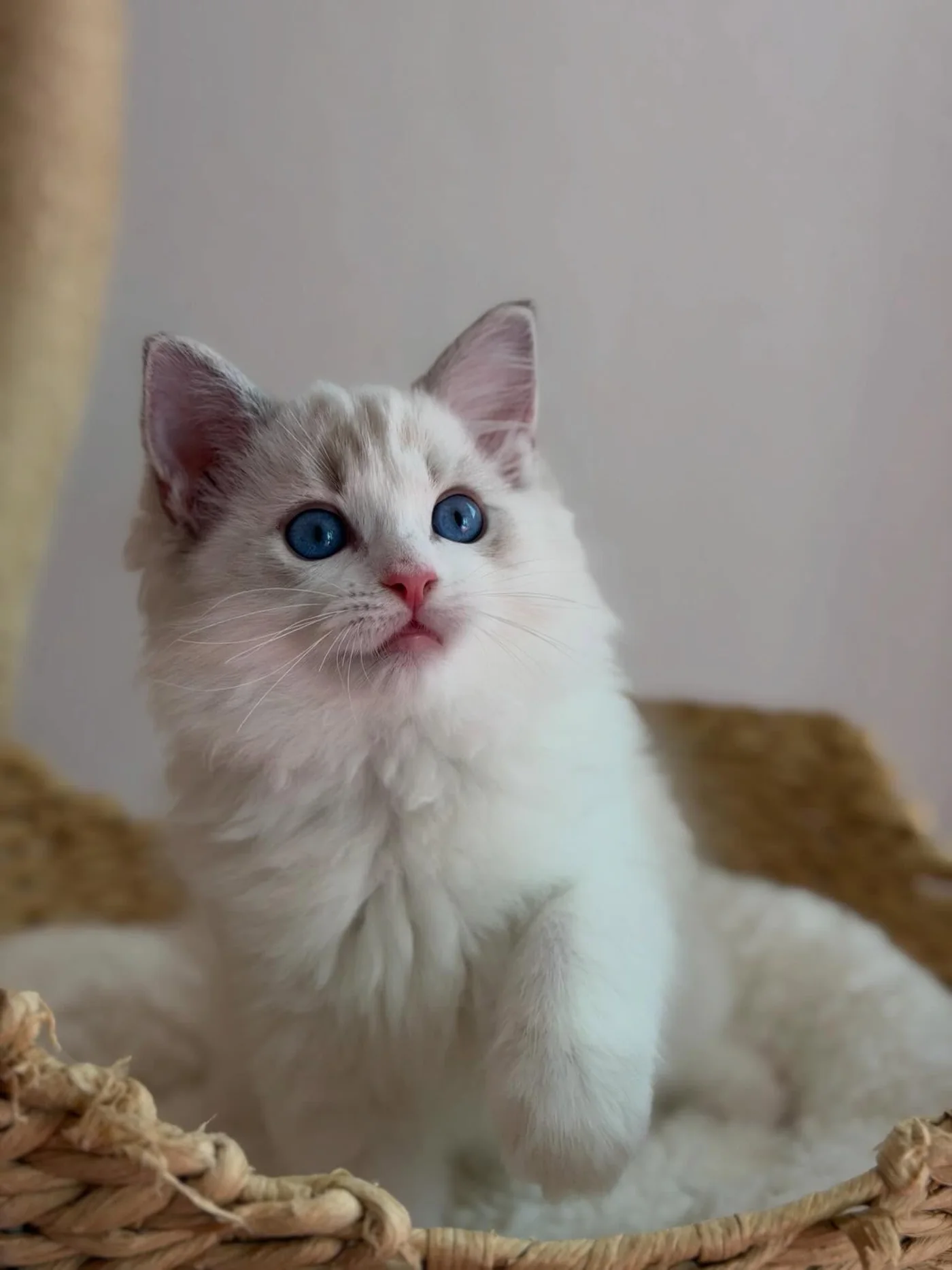 Elsa in photo 4 of her kitten gallery