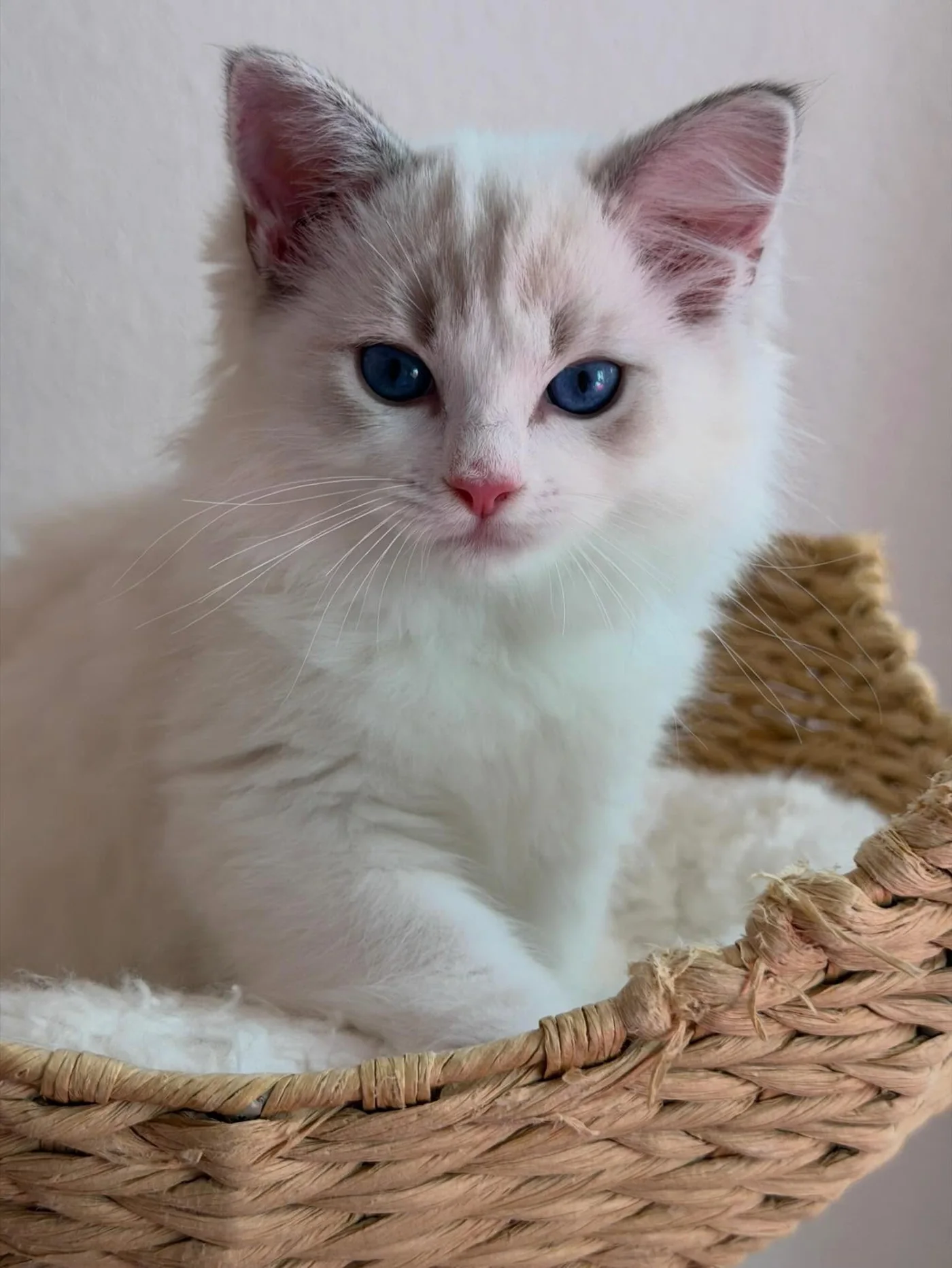 Elsa in photo 5 of her kitten gallery