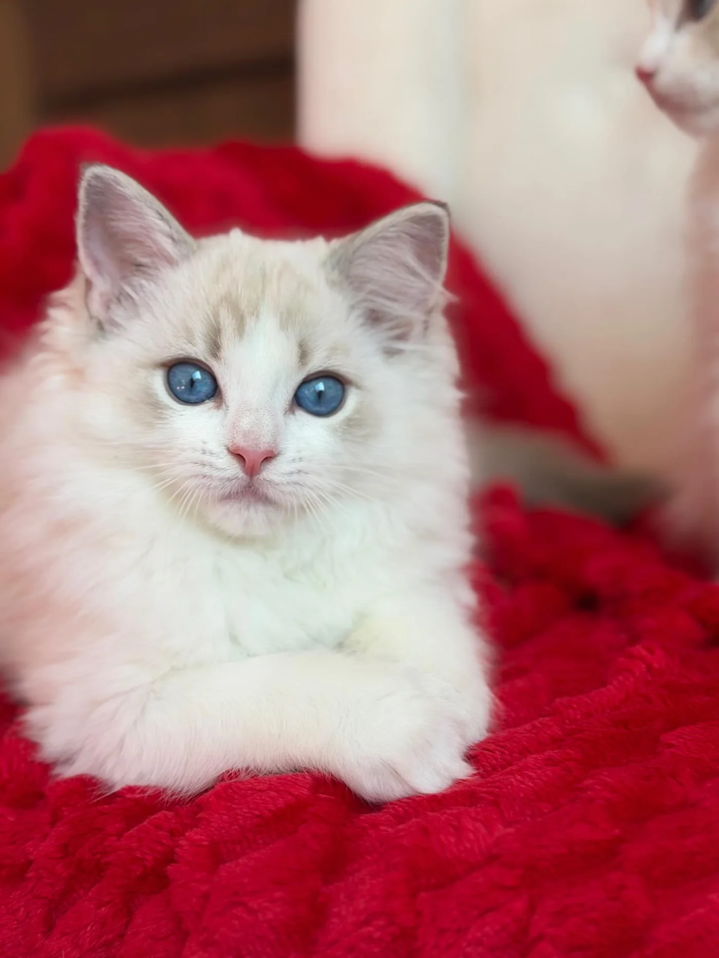 Elsa in photo 8 of her kitten gallery