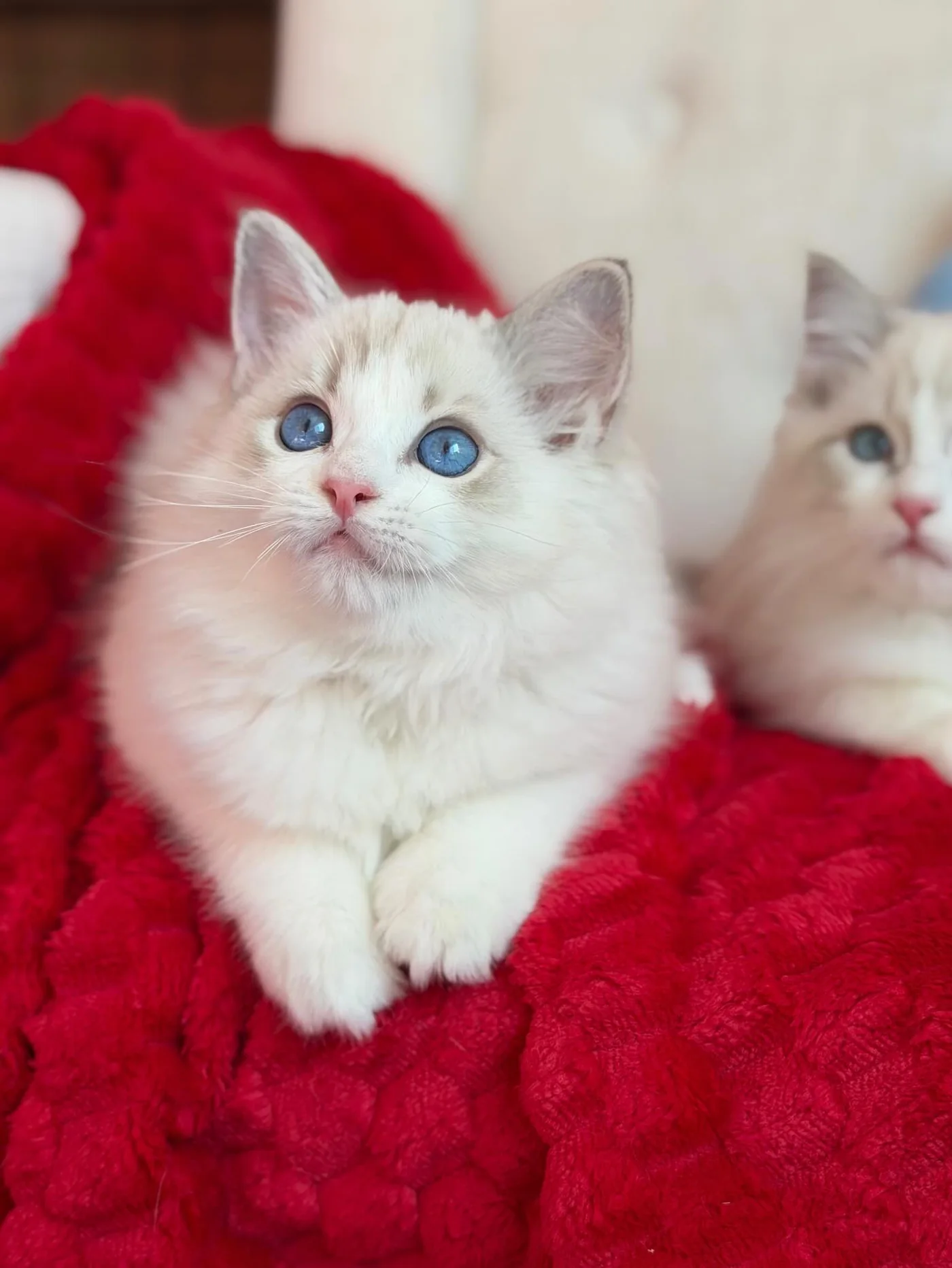 Elsa in photo 9 of her kitten gallery