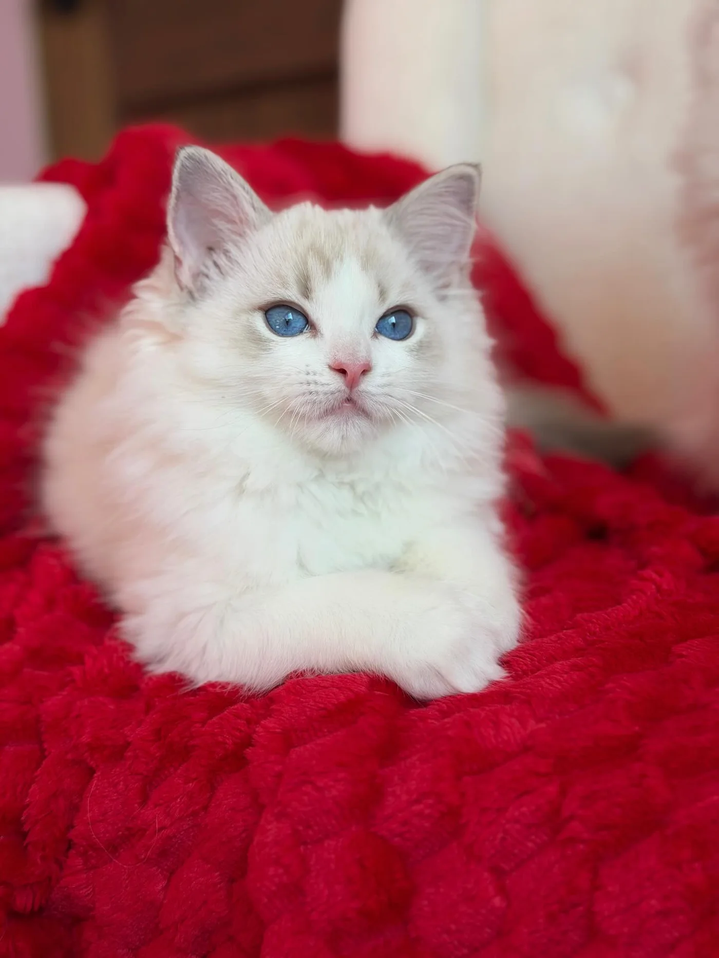 Elsa in photo 10 of her kitten gallery
