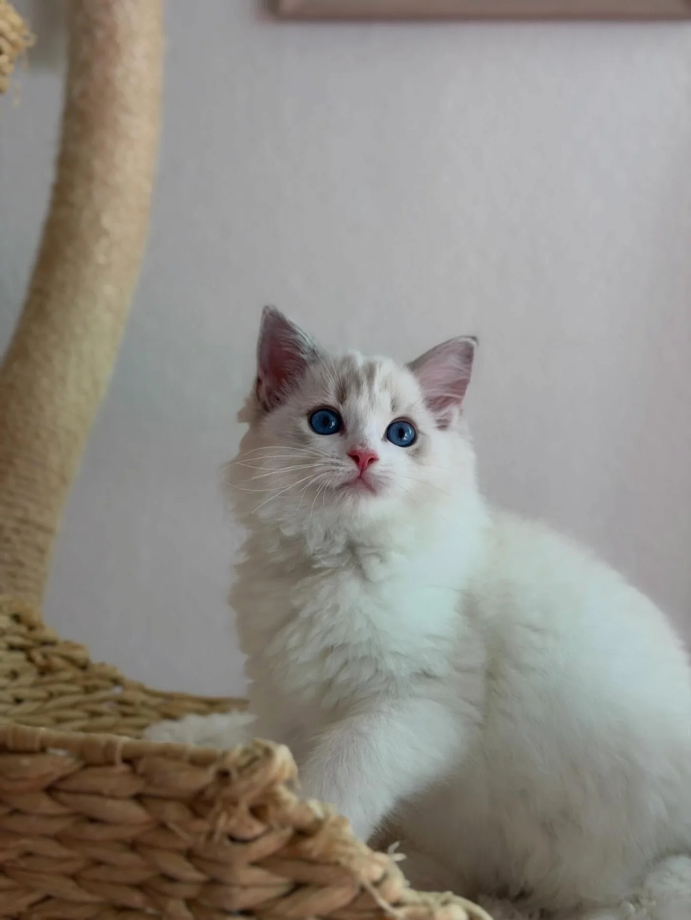 Elsa in photo 12 of her kitten gallery