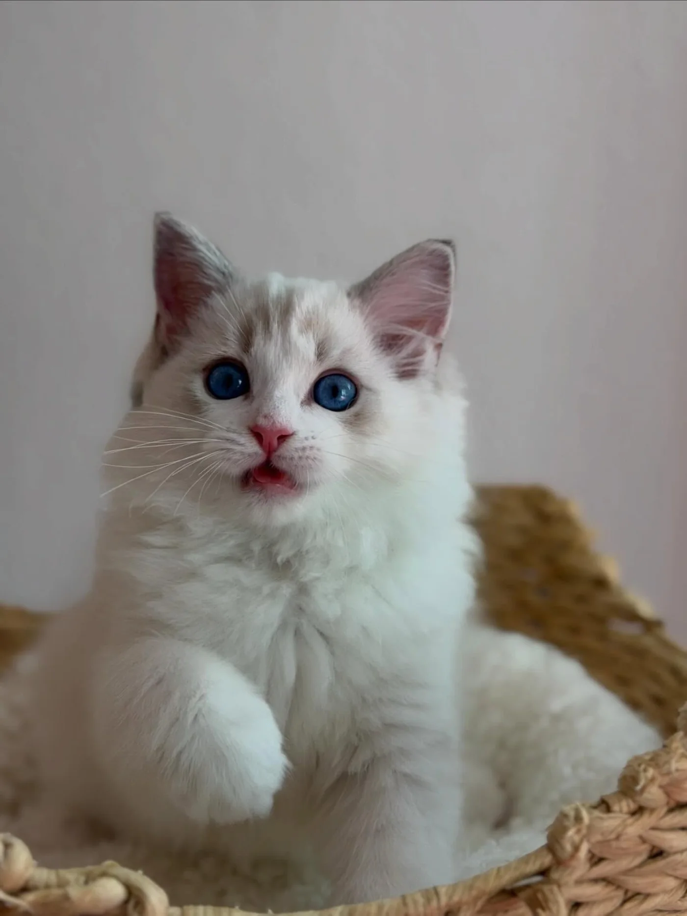 Elsa in photo 13 of her kitten gallery