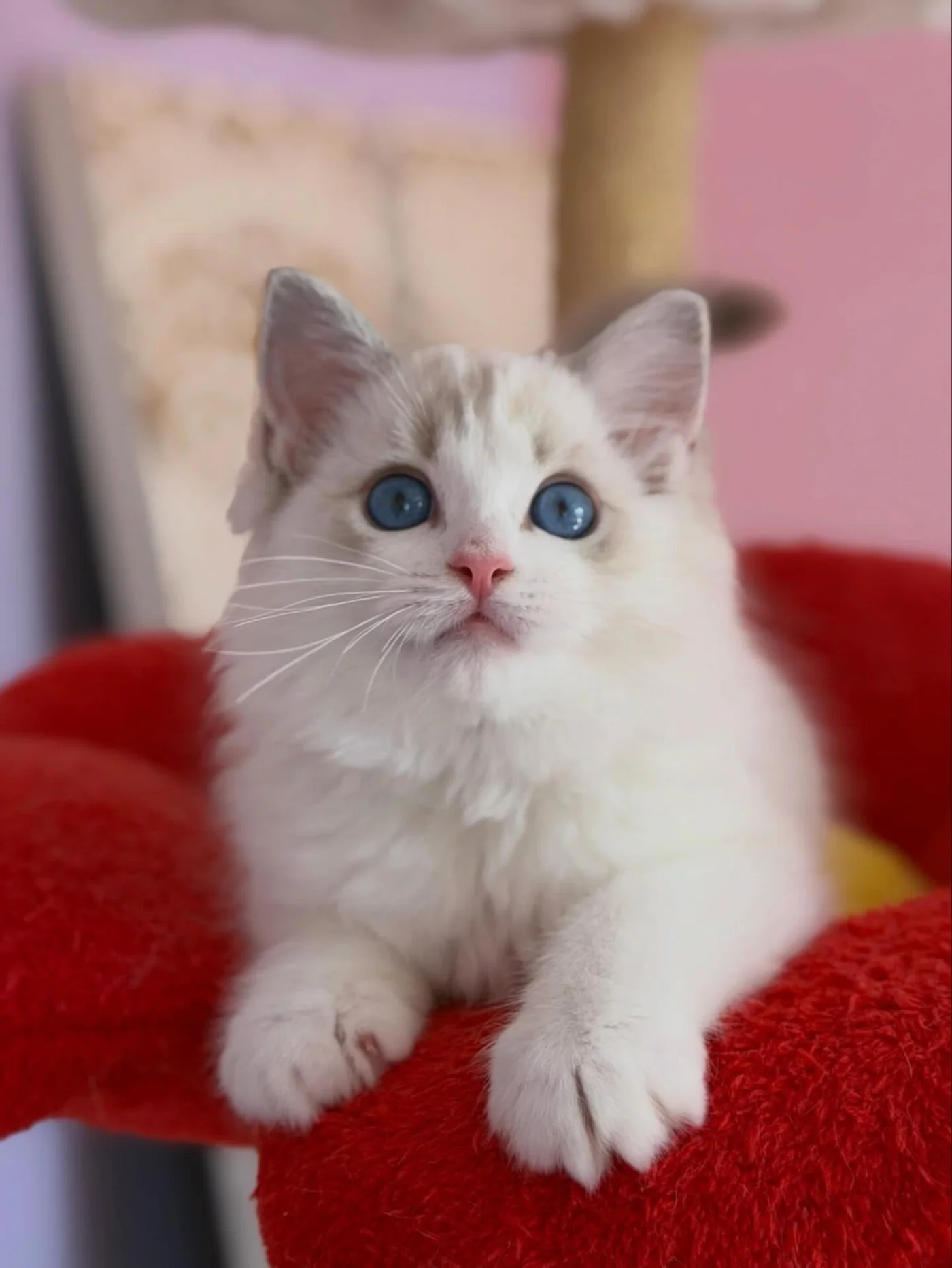 Elsa in photo 14 of her kitten gallery