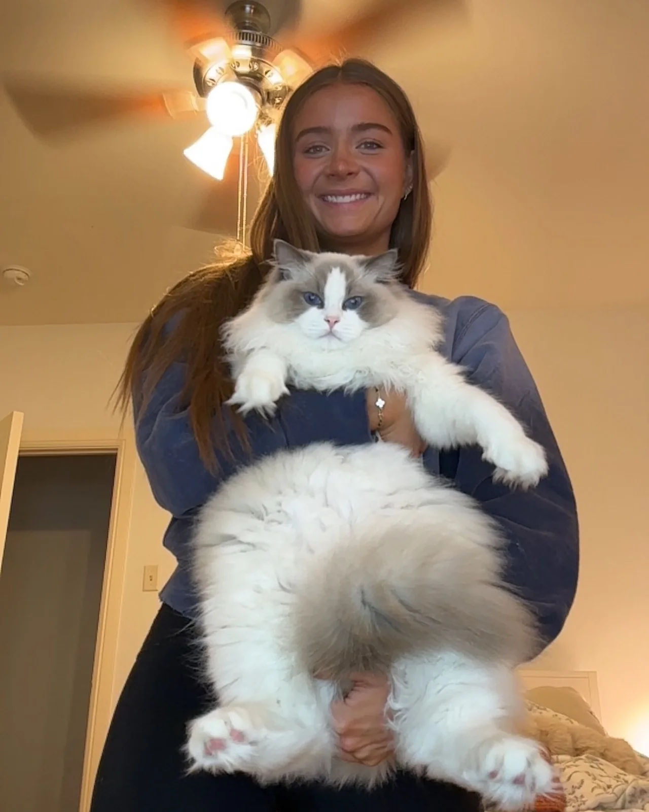 A family member holding their Ragdoll cat at home