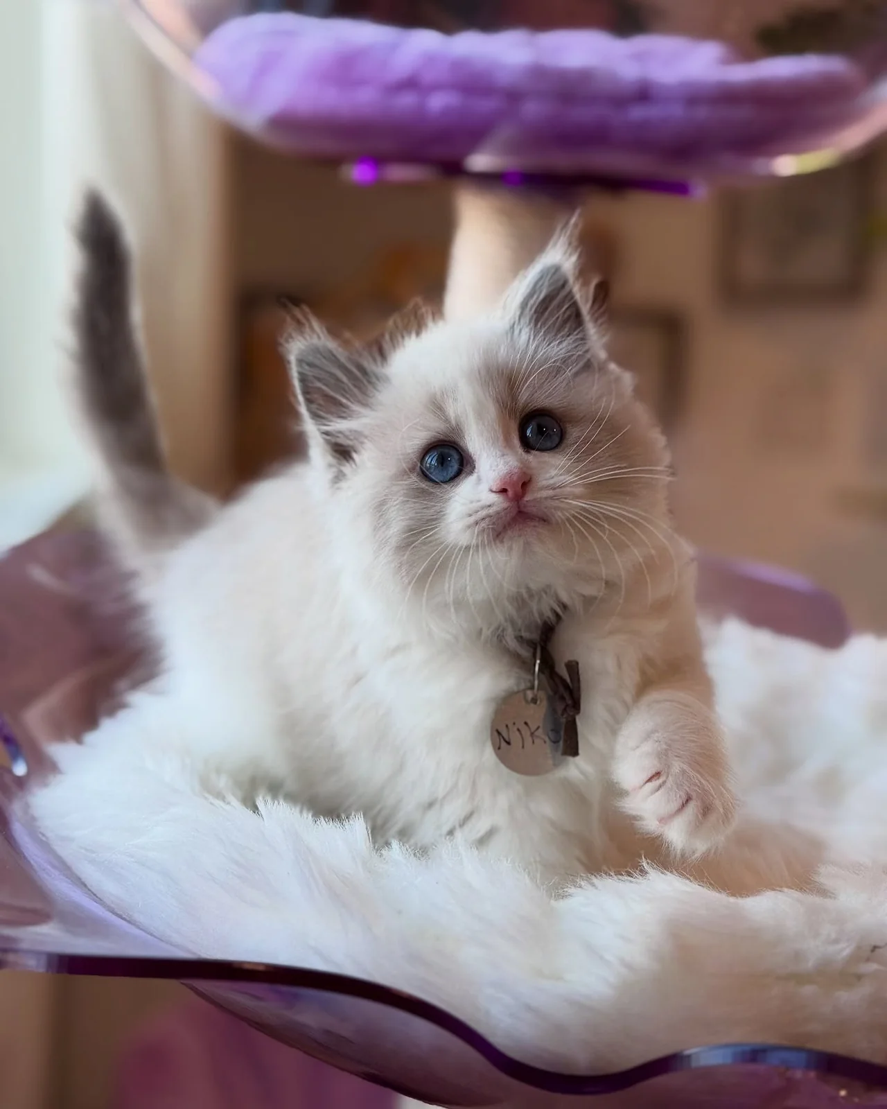 Henry, a Ragdoll kitten who has found a forever home