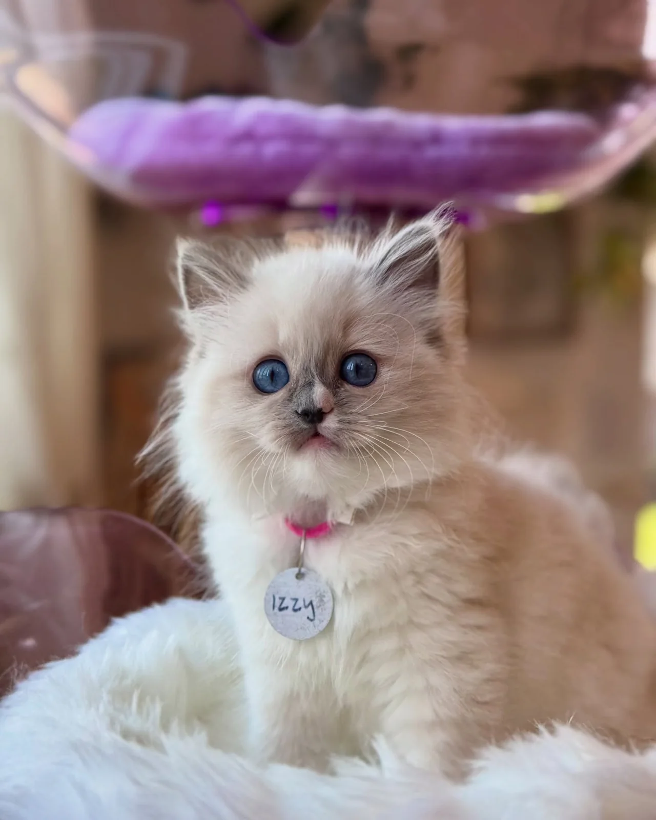 Izzy, a Ragdoll kitten who has found a forever home