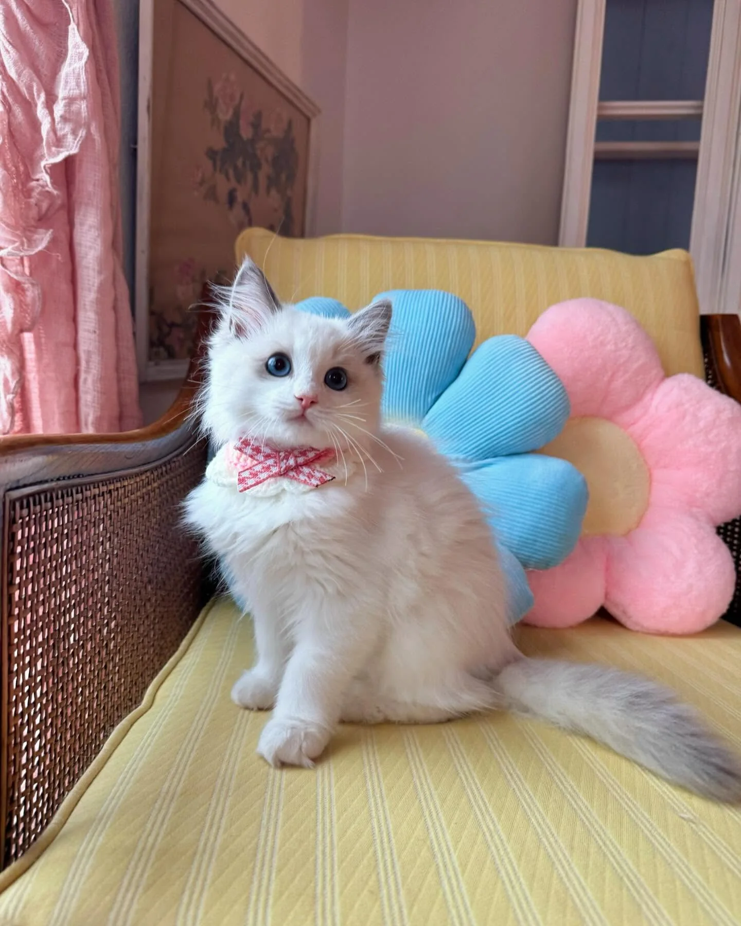 Jade, a female Ragdoll kitten with blue eyes resting on a yellow seat