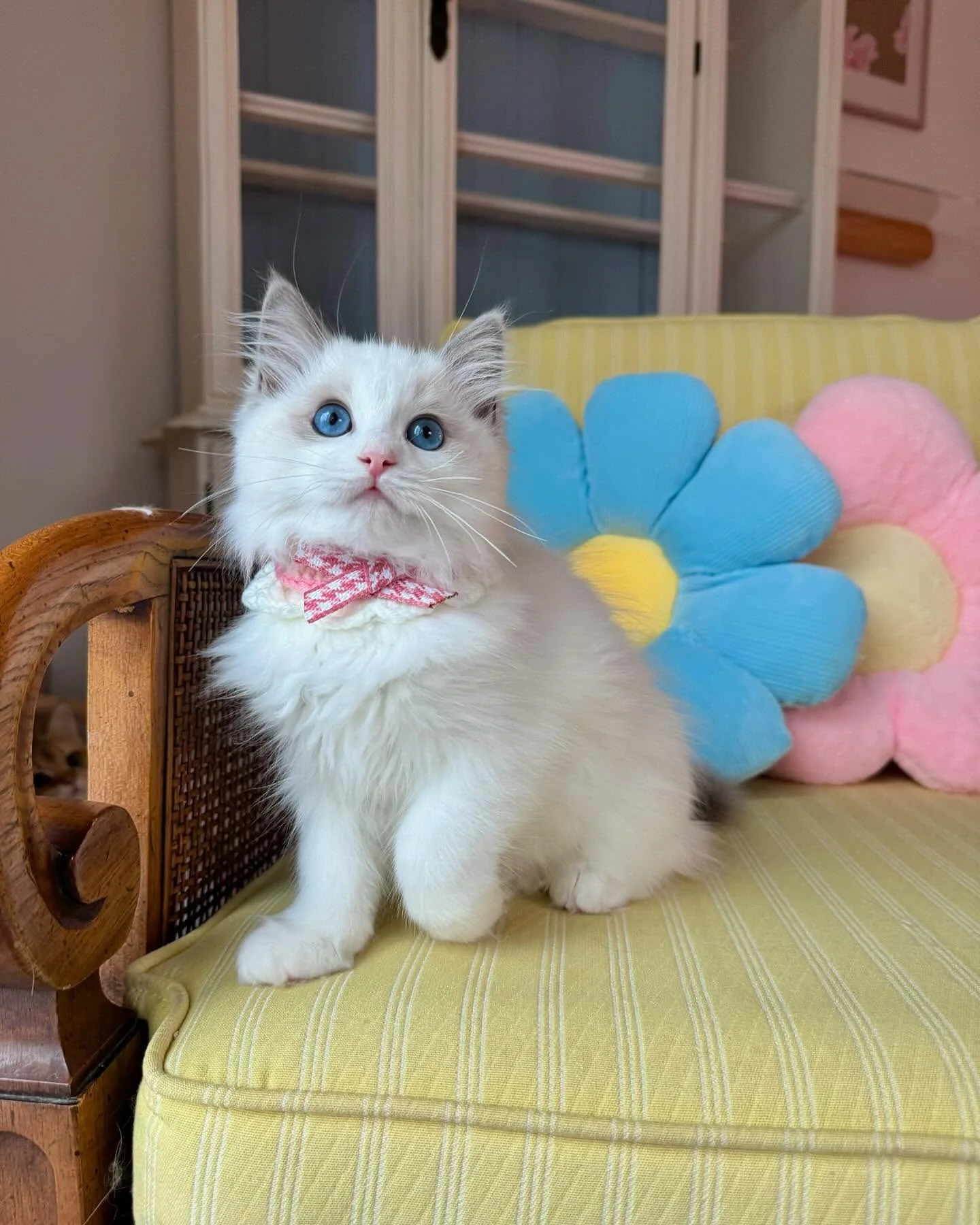 Jade in photo 2 of her kitten gallery