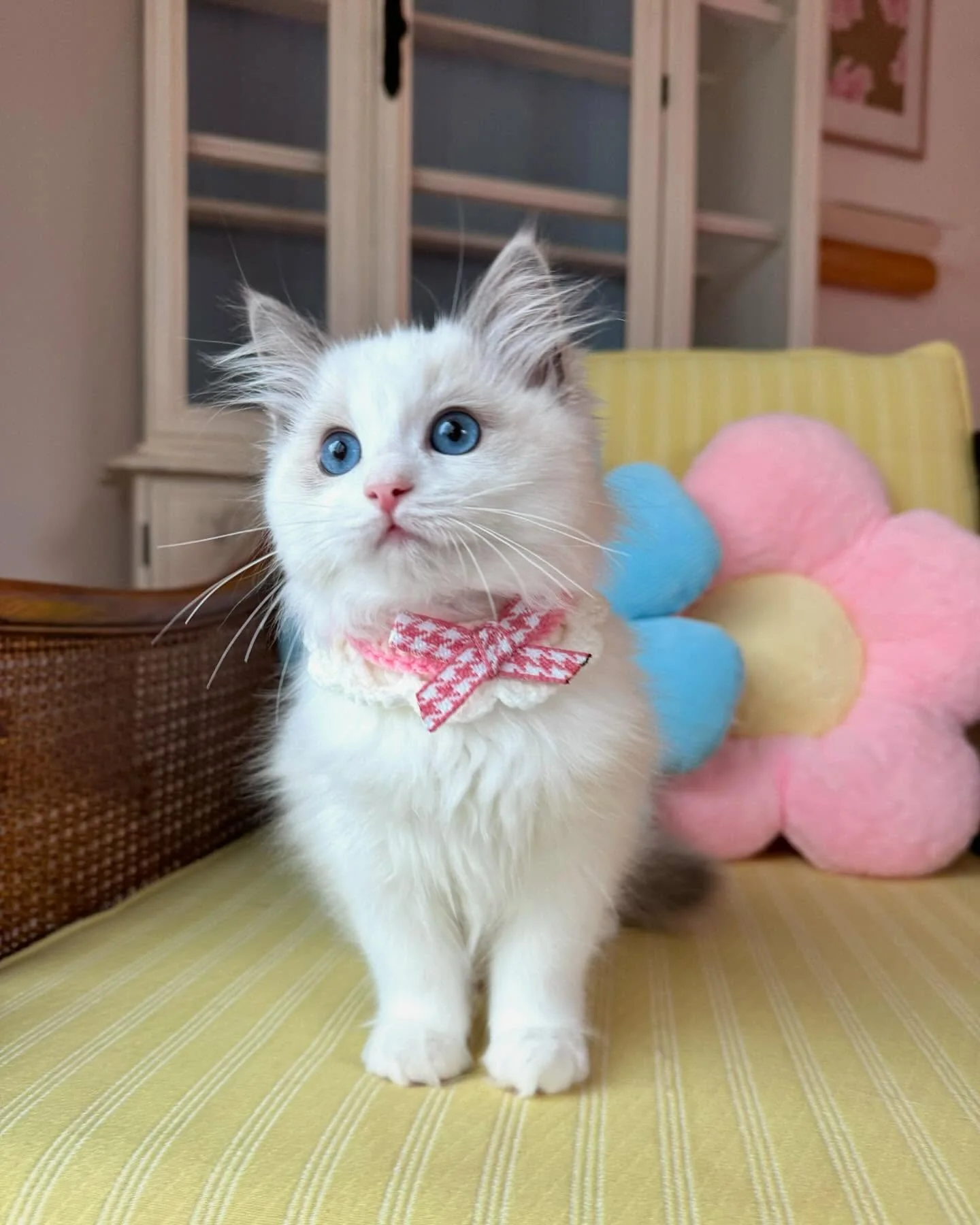 Jade in photo 3 of her kitten gallery