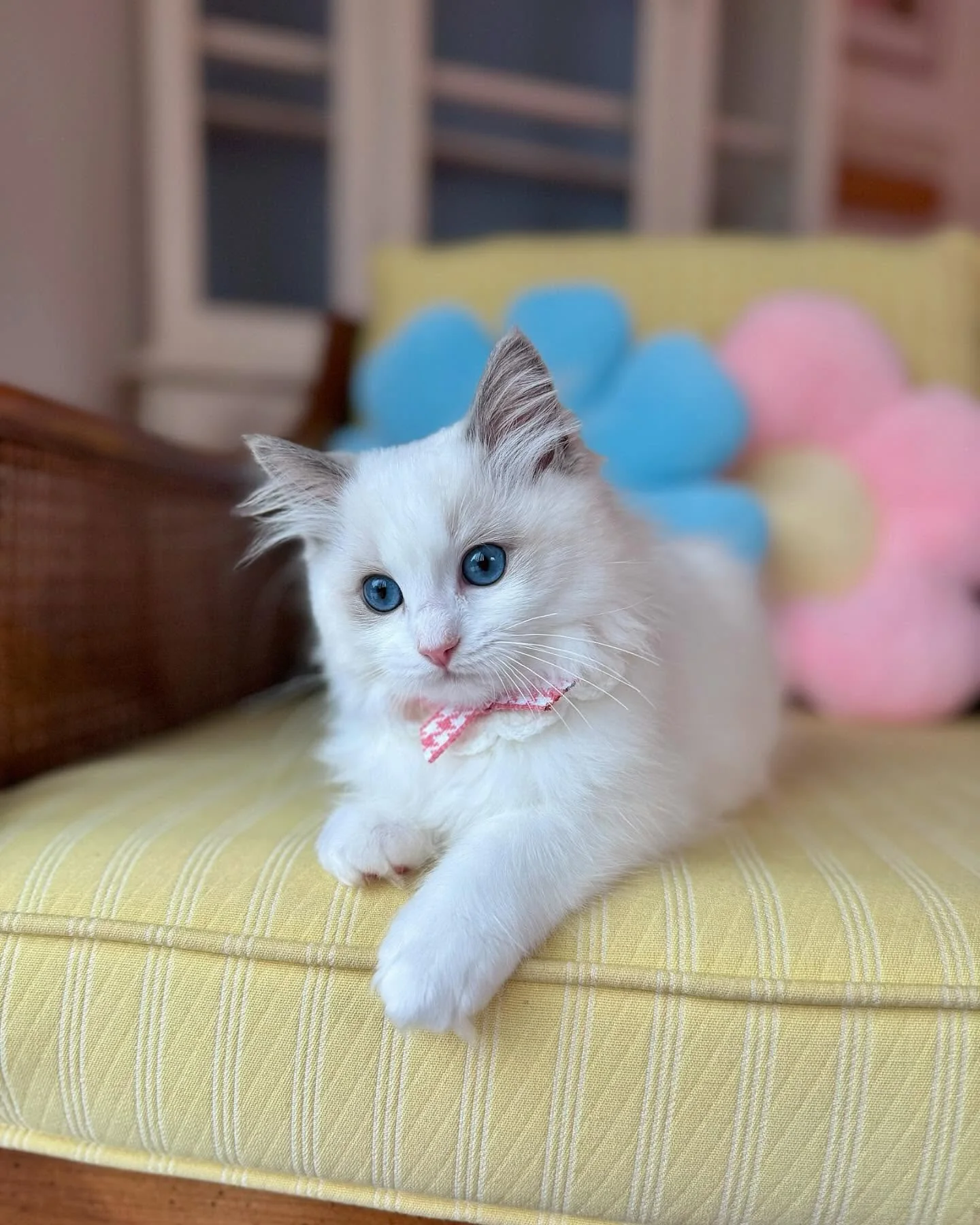 Jade in photo 4 of her kitten gallery