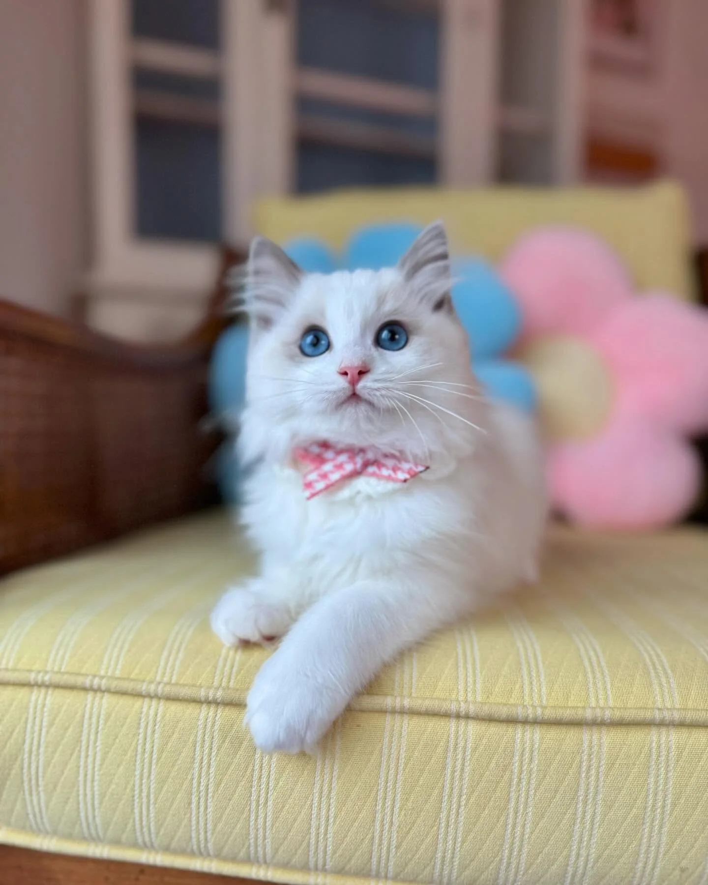 Jade in photo 5 of her kitten gallery