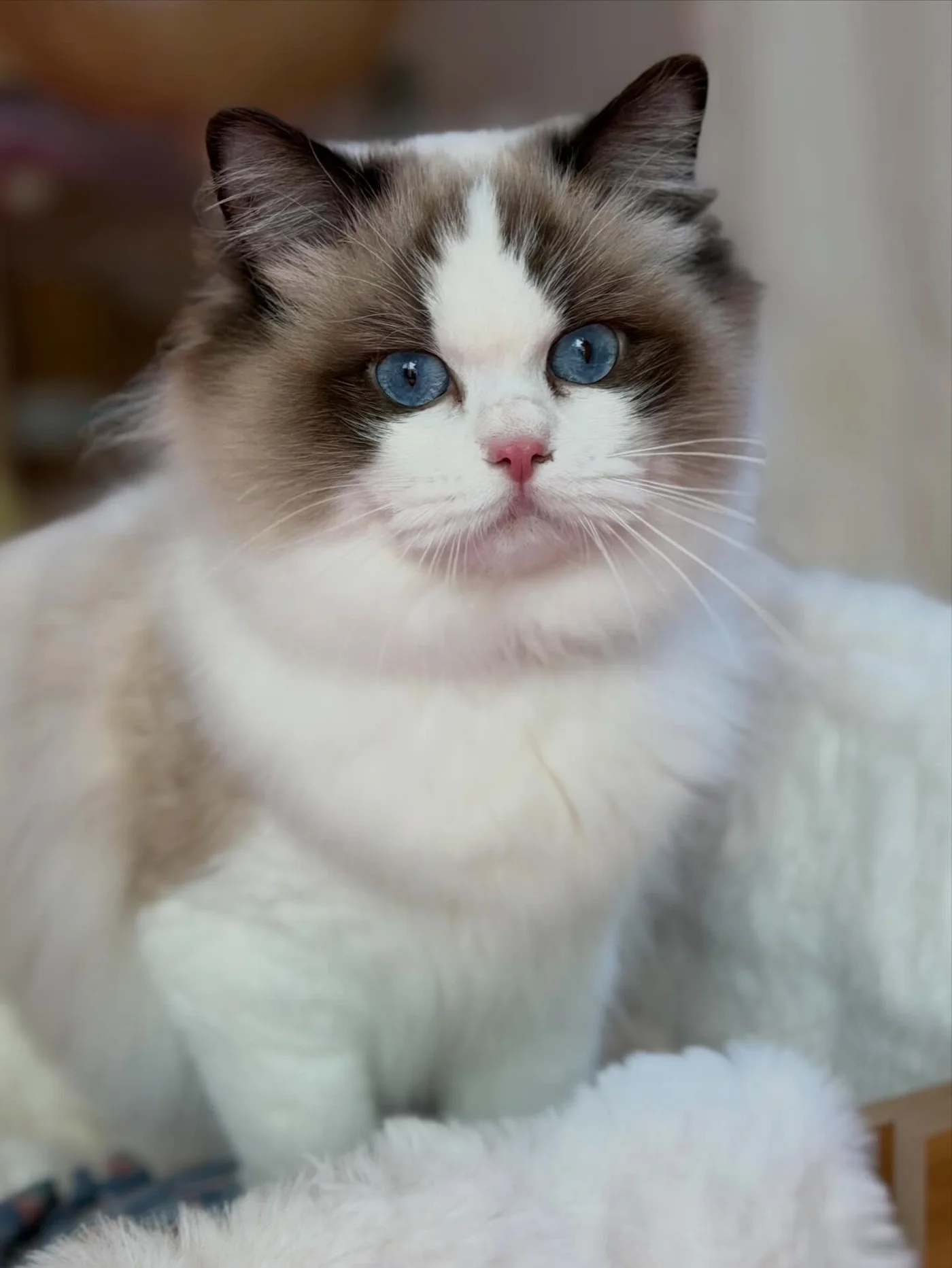 Maple, a female Ragdoll kitten at home