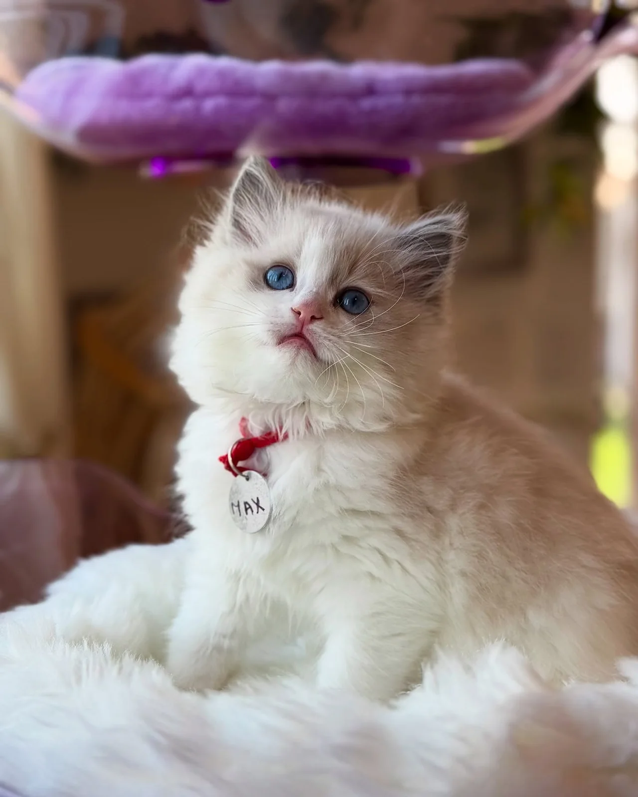 Max, a Ragdoll kitten who has found a forever home
