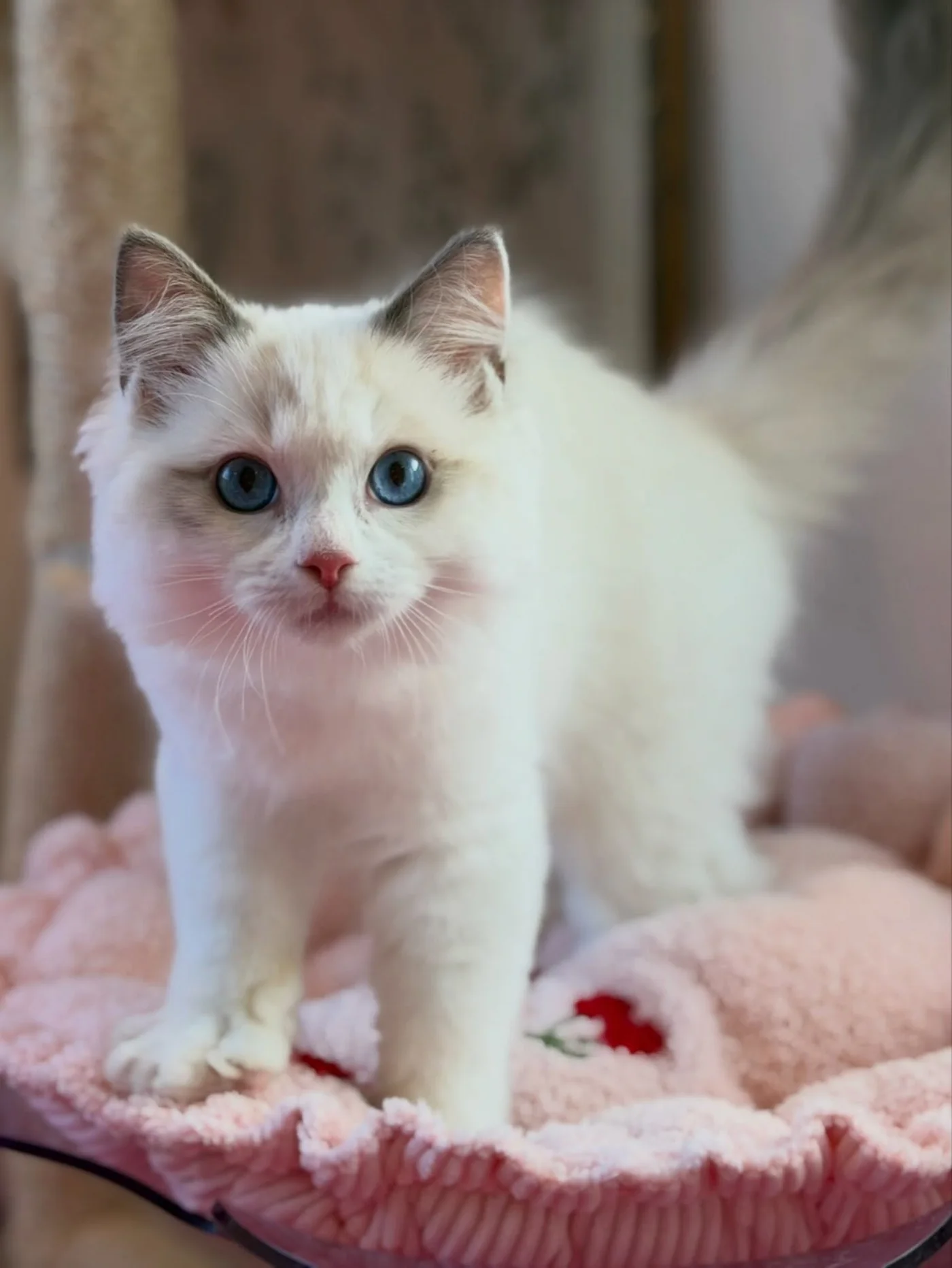 Milo, a male Ragdoll kitten with bright blue eyes and a fluffy coat