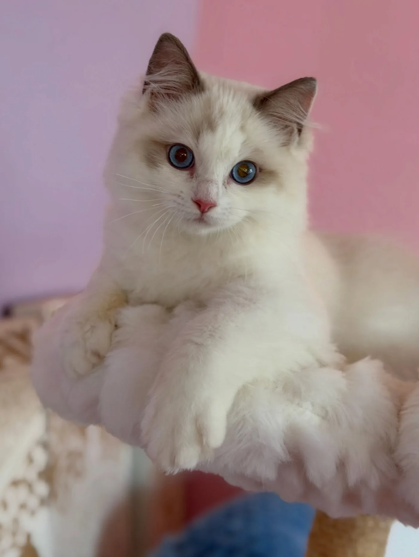Milo in photo 3 of his kitten gallery