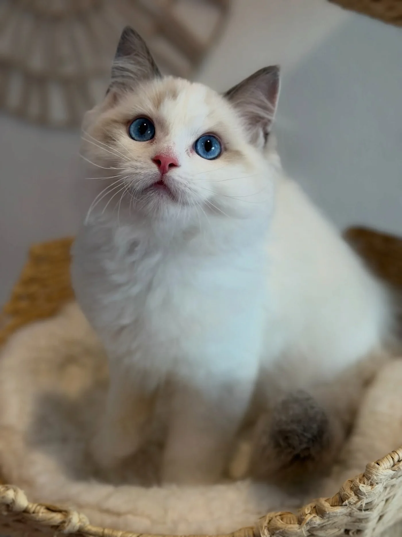 Milo in photo 5 of his kitten gallery