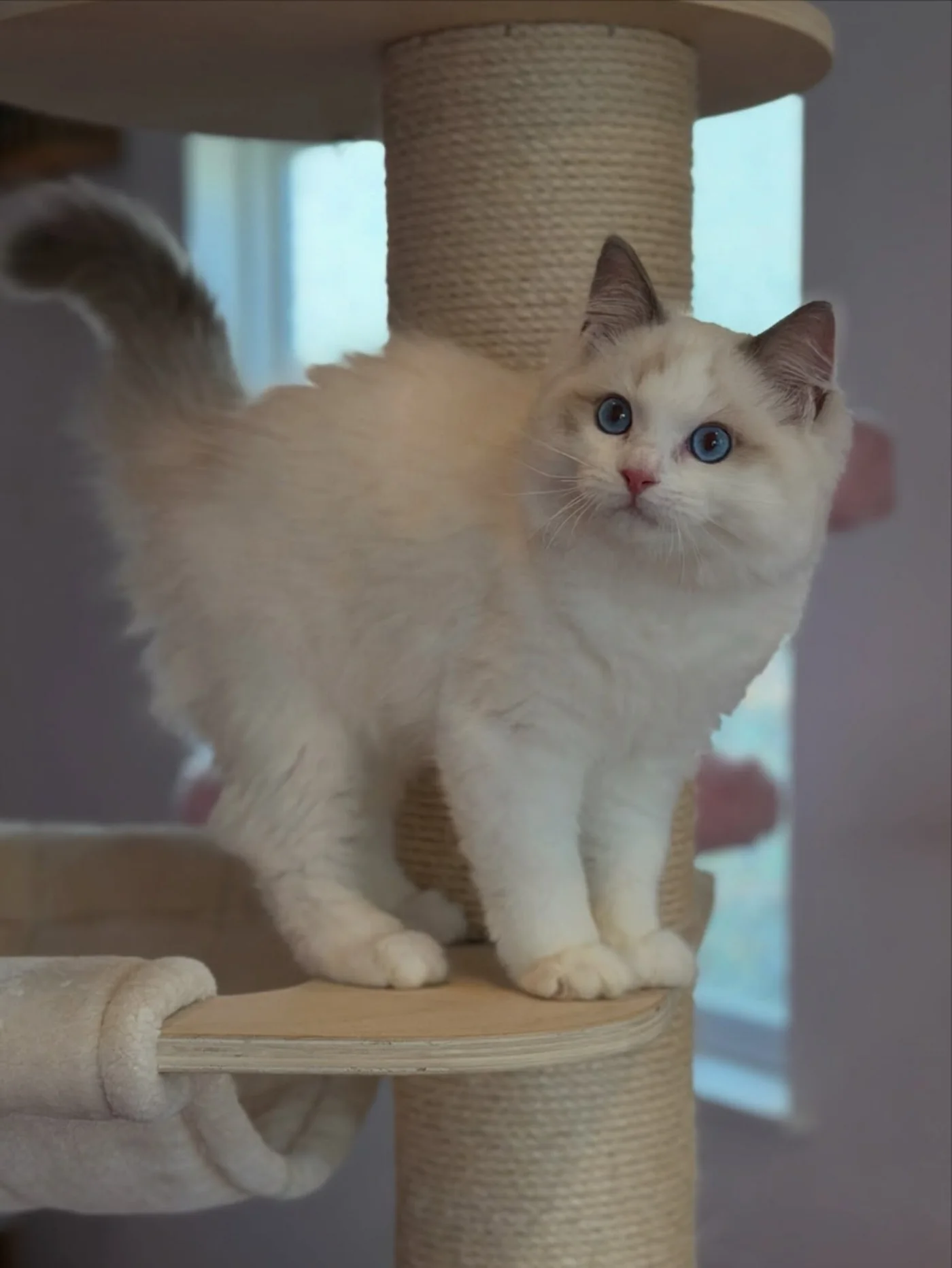 Milo in photo 7 of his kitten gallery