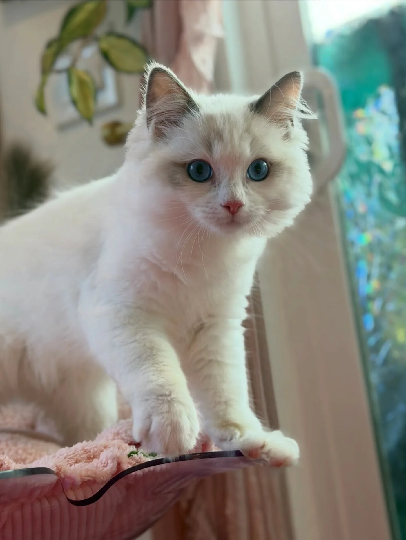 Milo in photo 10 of his kitten gallery