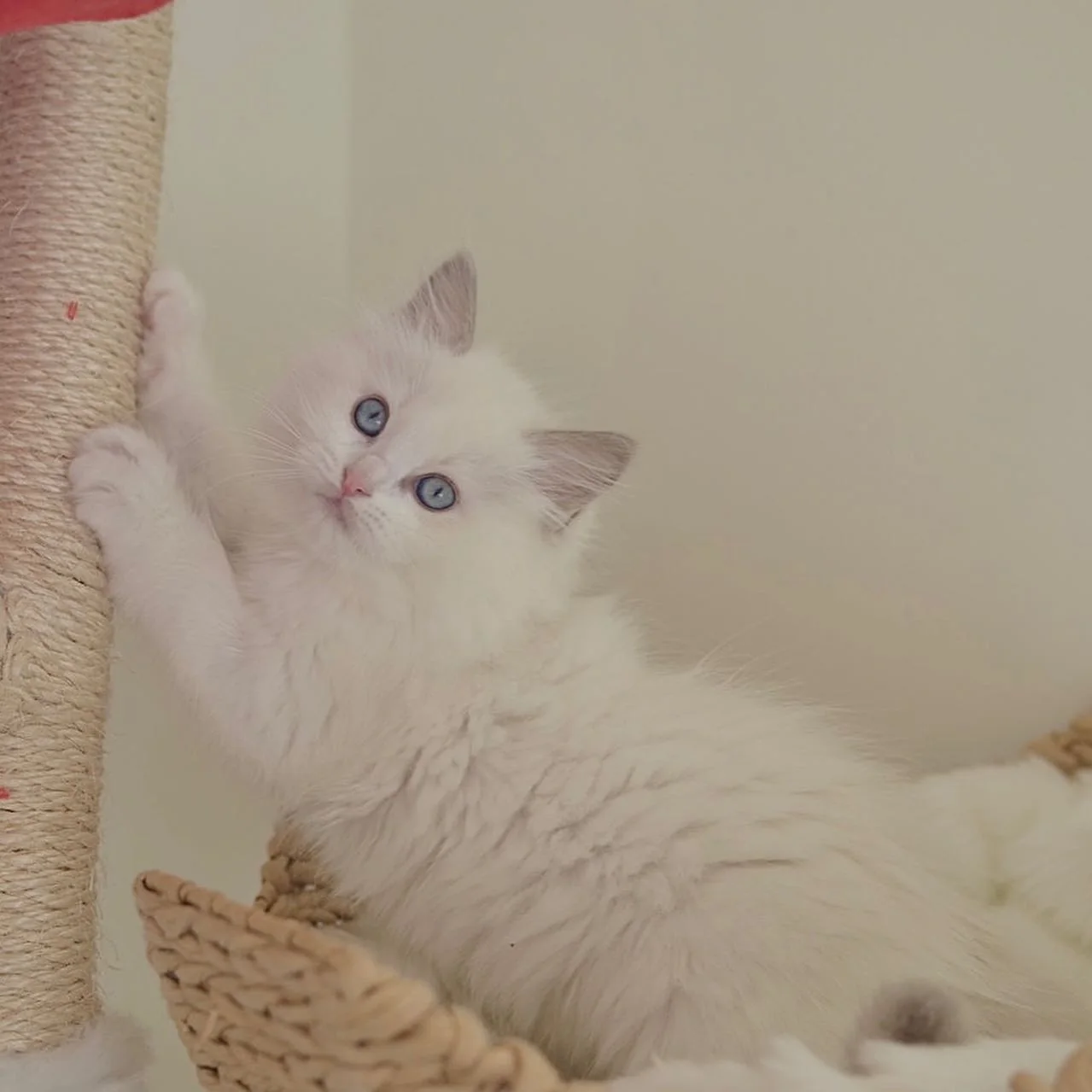Nicholas in photo 3 of his kitten gallery