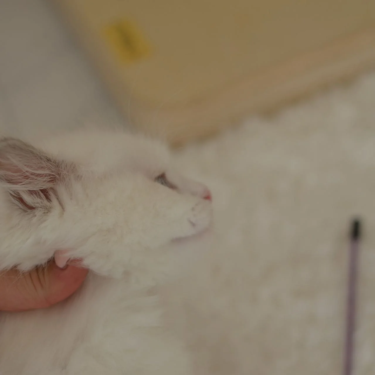 Nicholas in photo 4 of his kitten gallery