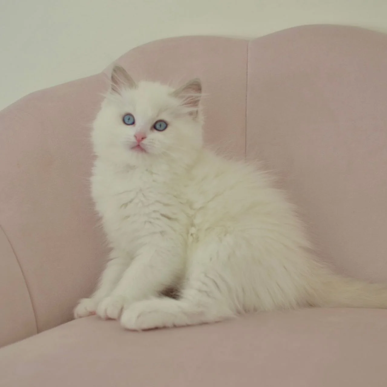 Nicholas in photo 6 of his kitten gallery
