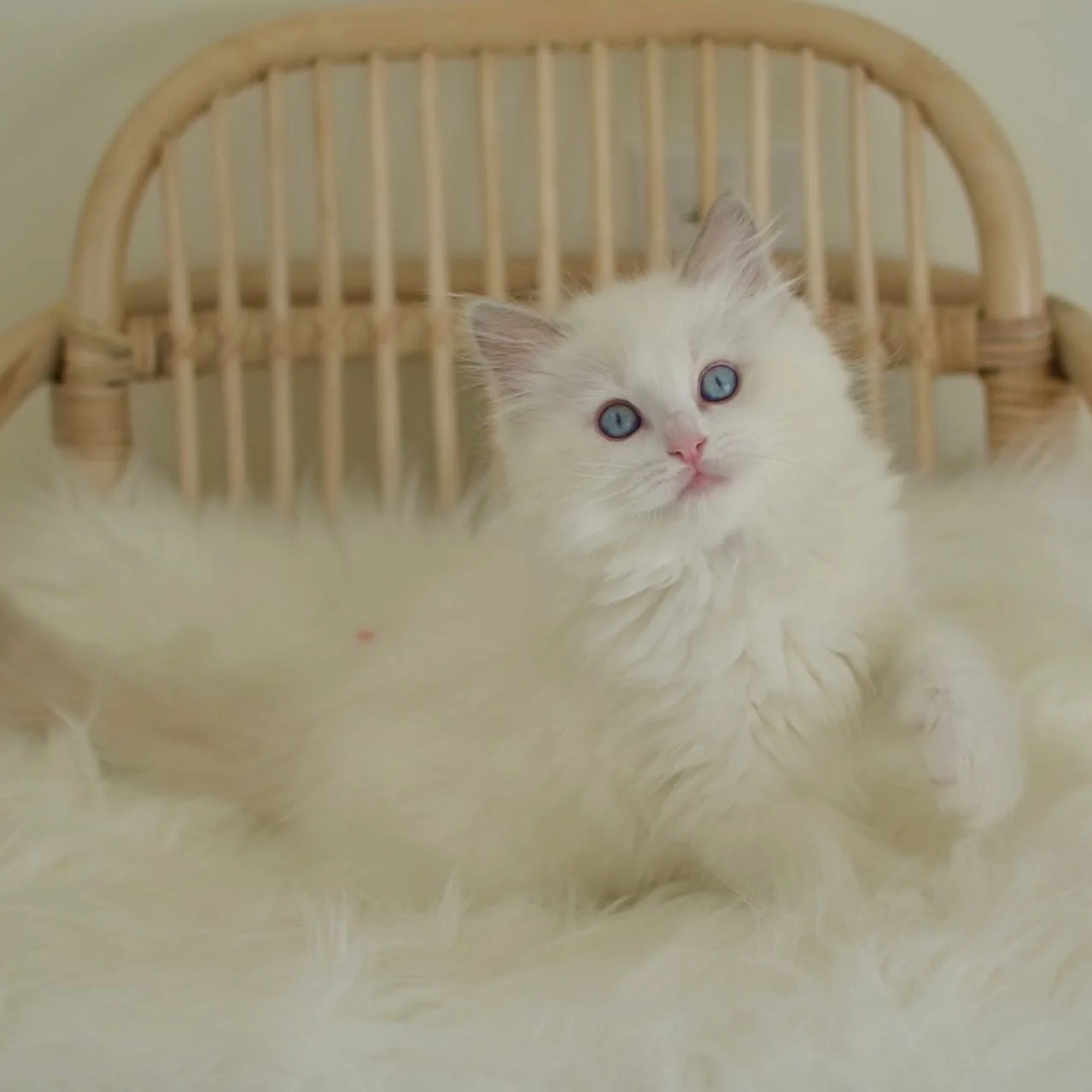 Nicholas in photo 8 of his kitten gallery