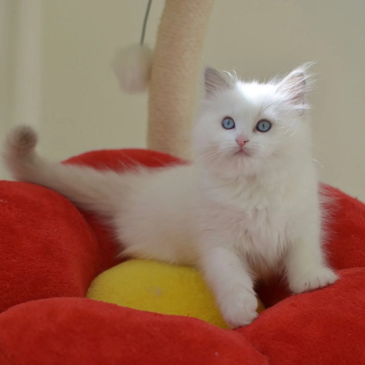 Nicholas in photo 9 of his kitten gallery