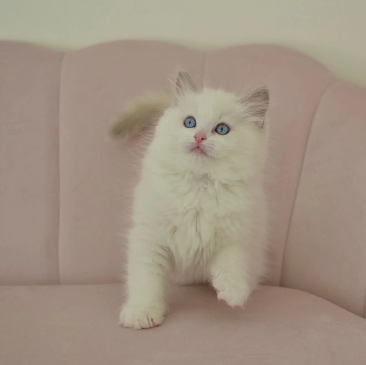Nicholas in photo 10 of his kitten gallery