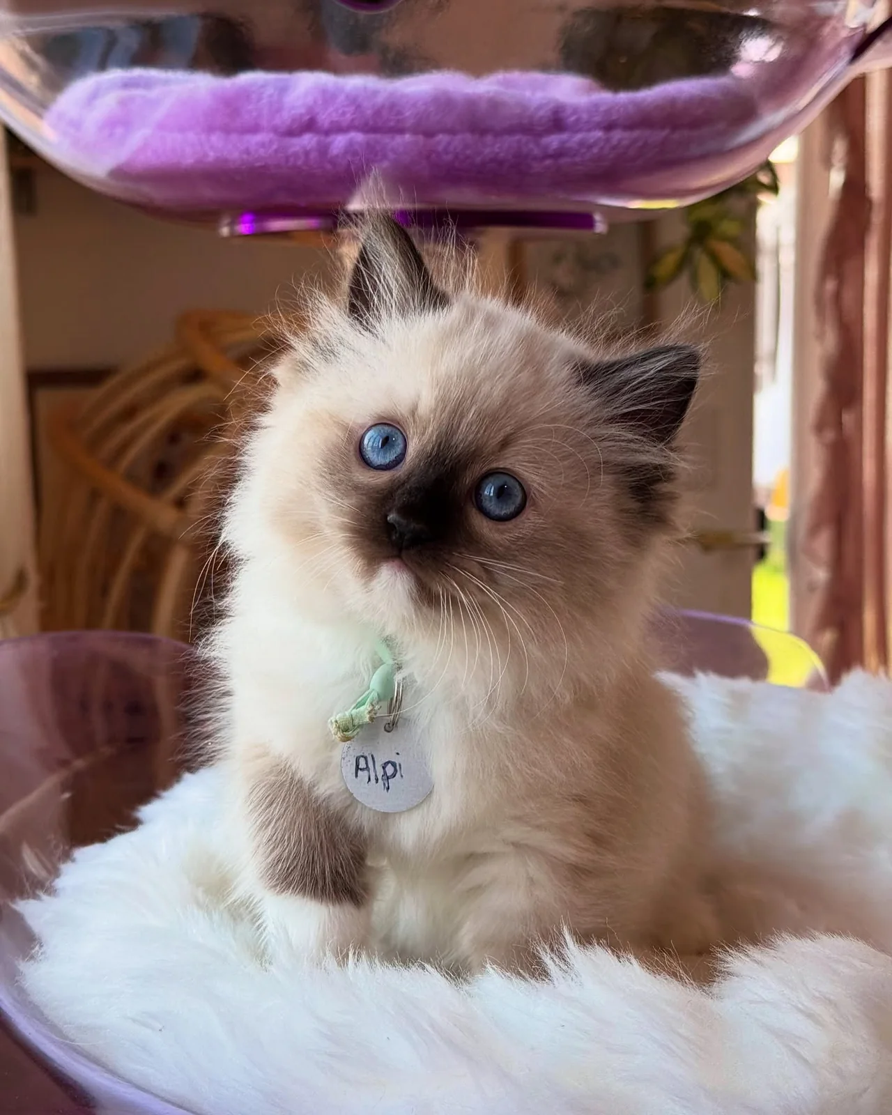 Niko, a Ragdoll kitten who has found a forever home