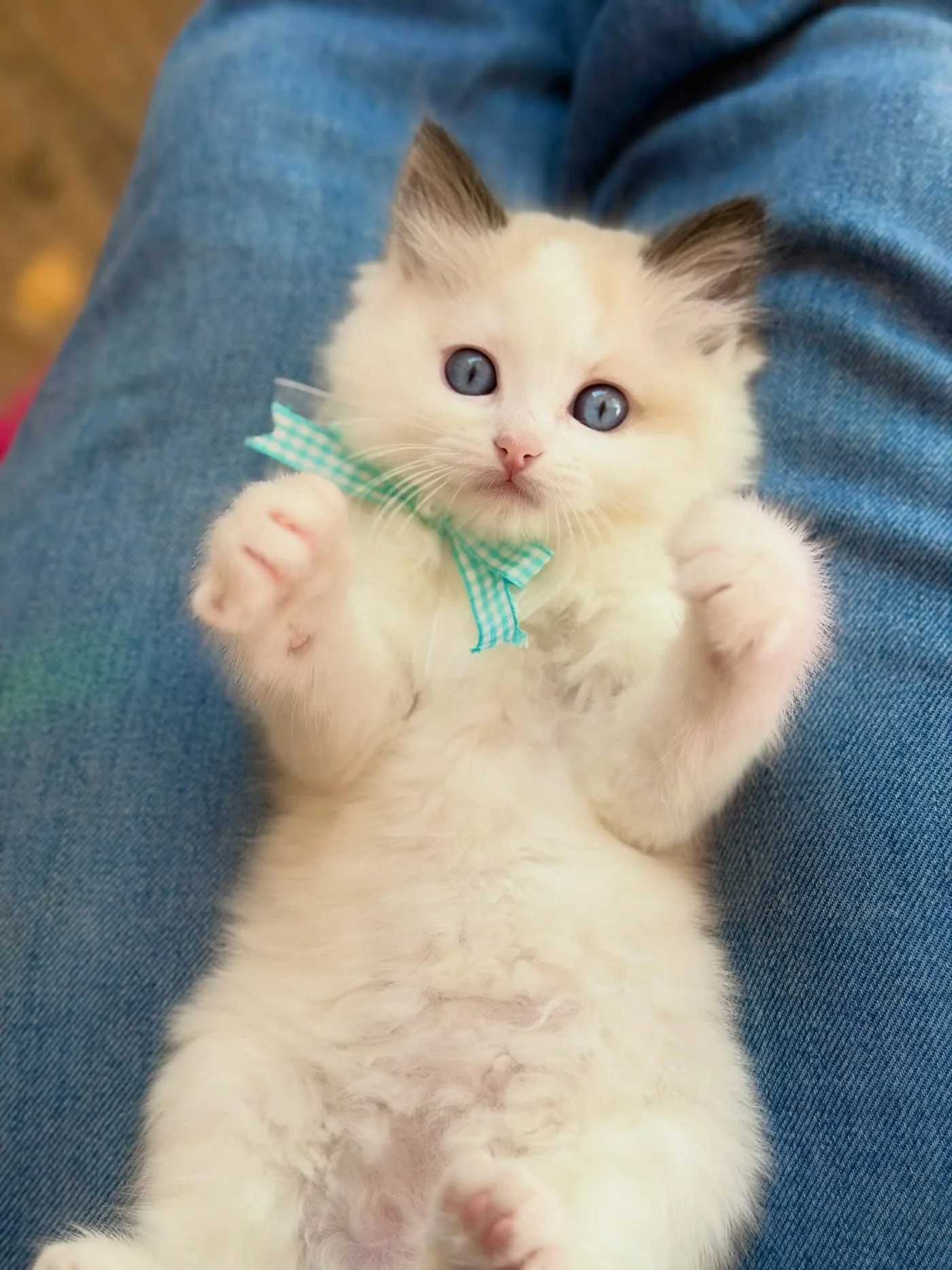 Toast, a blue-eyed female Ragdoll kitten wearing a turquoise checked bow, resting on a denim lap