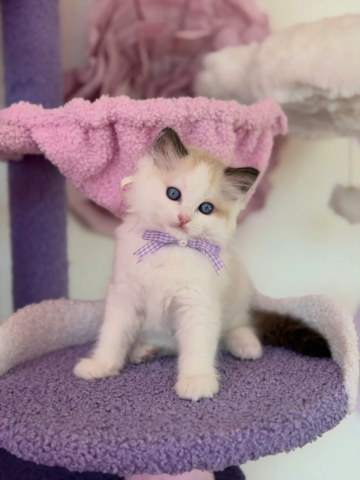 Toast wearing a purple checked bow in a kitten bed