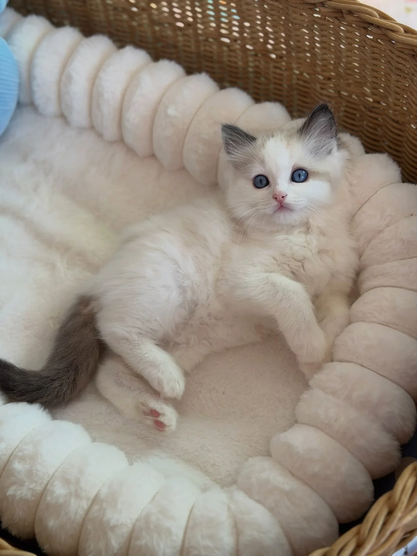 Toast sitting in a soft cream basket